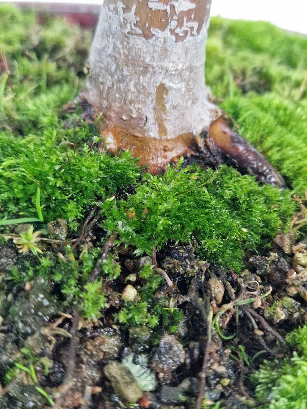Acer palmatum Ukigumo Pre-bonsai No.1