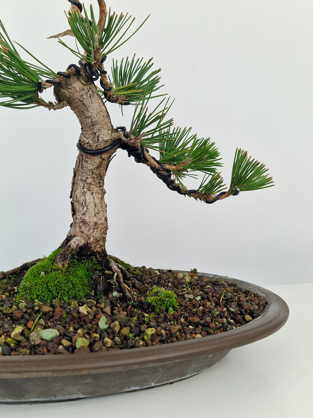 Pinus thunbergii shohin Pre-Bonsai No.1