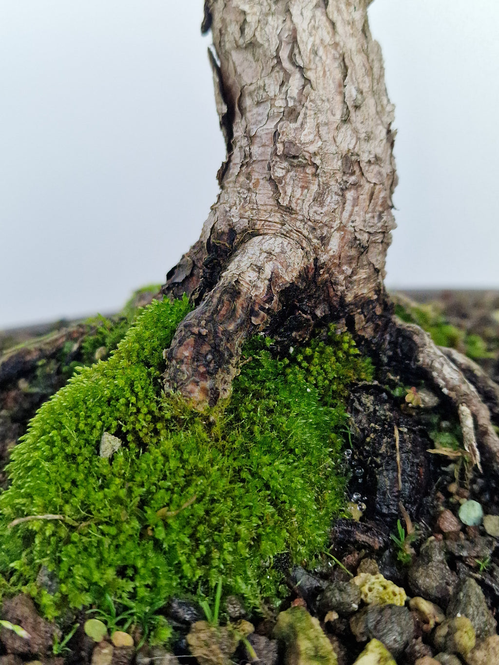 Pinus thunbergii shohin Pre-Bonsai No.1