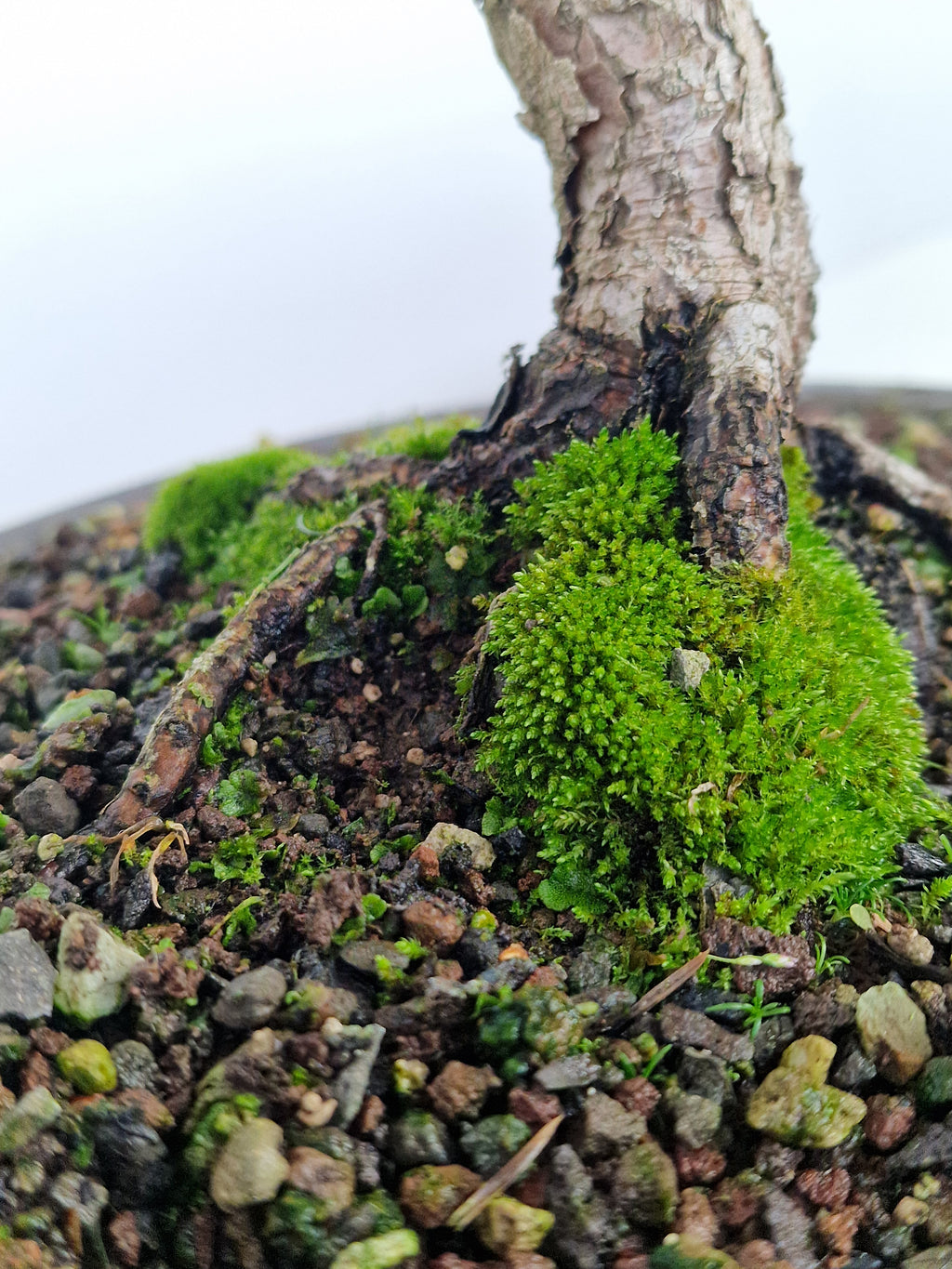 Pinus thunbergii shohin Pre-Bonsai No.1