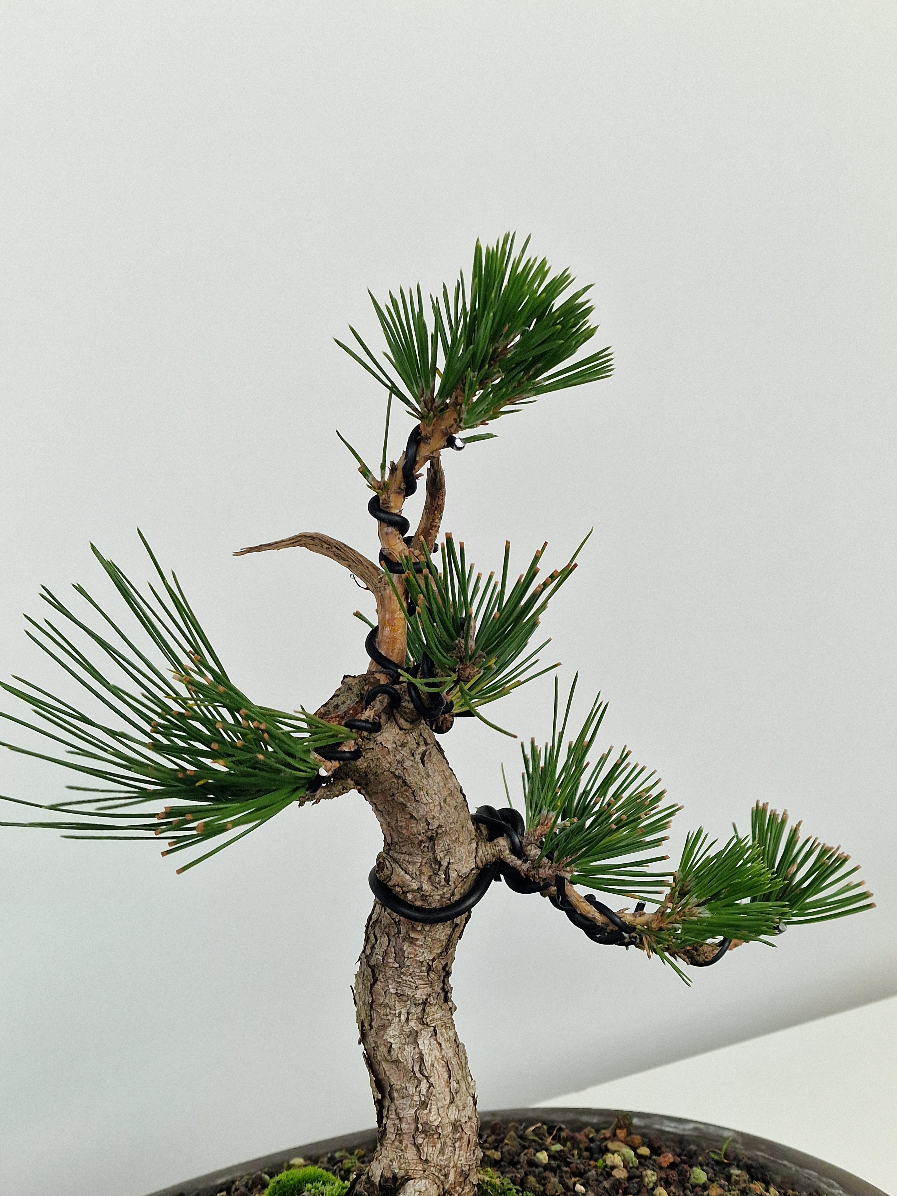 Pinus thunbergii shohin Pre-Bonsai No.1