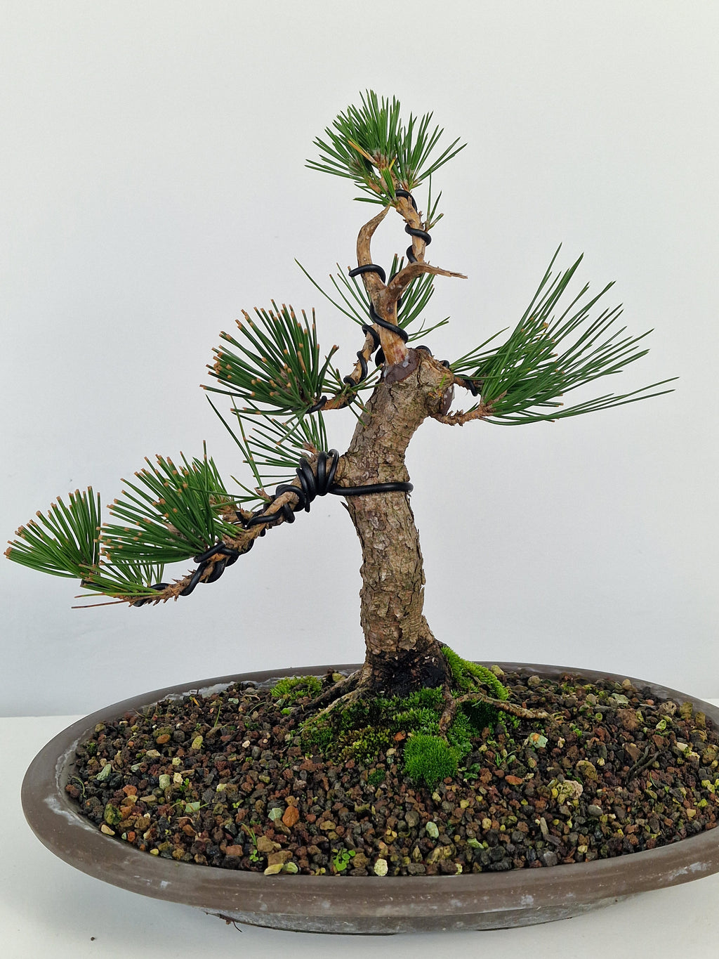 Pinus thunbergii shohin Pre-Bonsai No.1