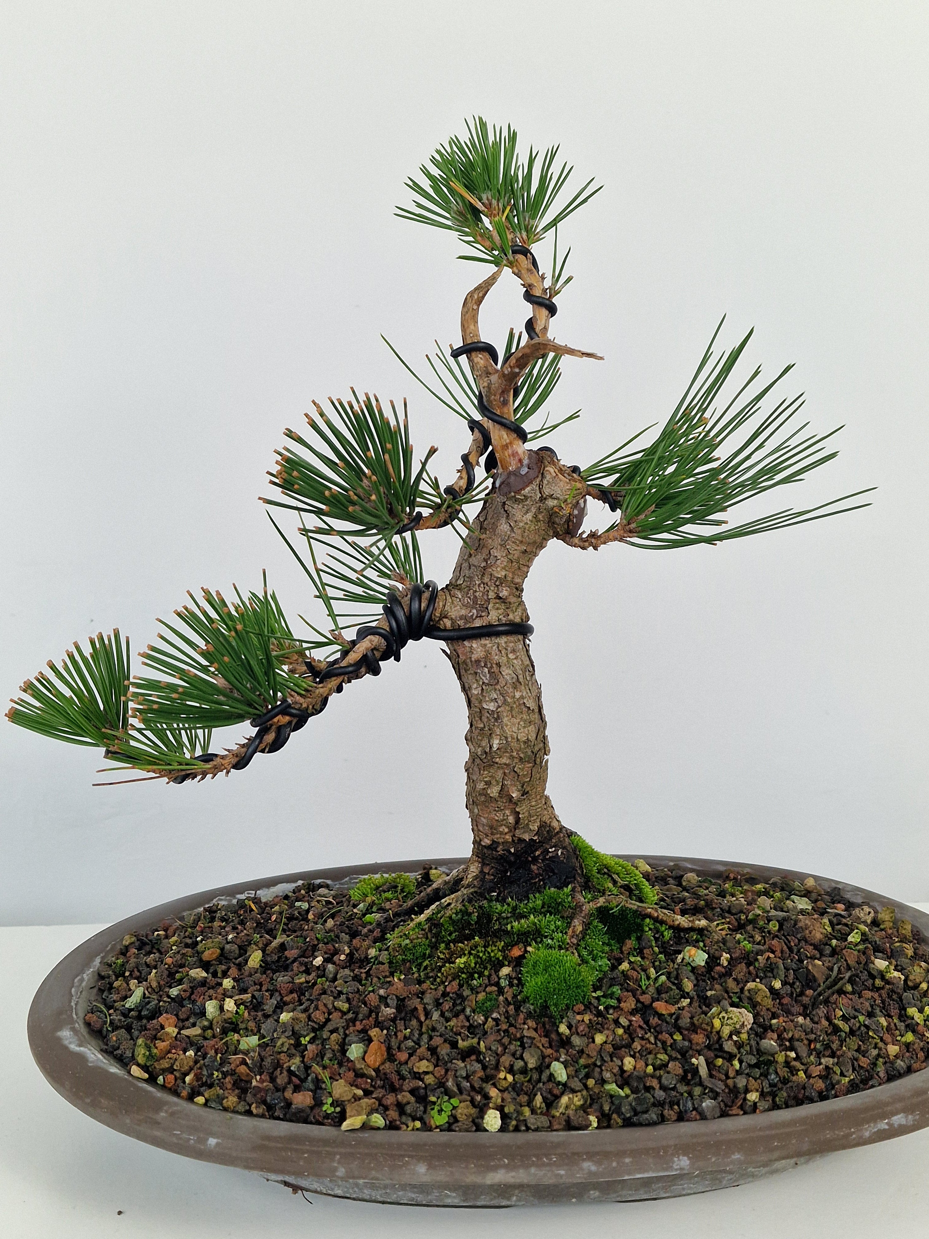Pinus thunbergii shohin Pre-Bonsai No.1