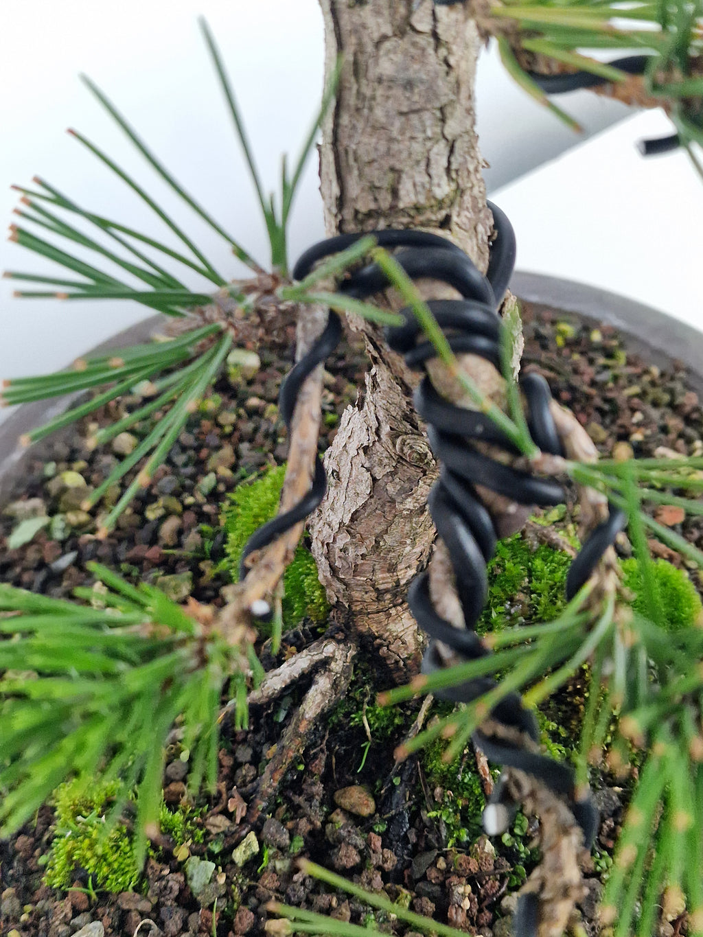 Pinus thunbergii shohin Pre-Bonsai No.1