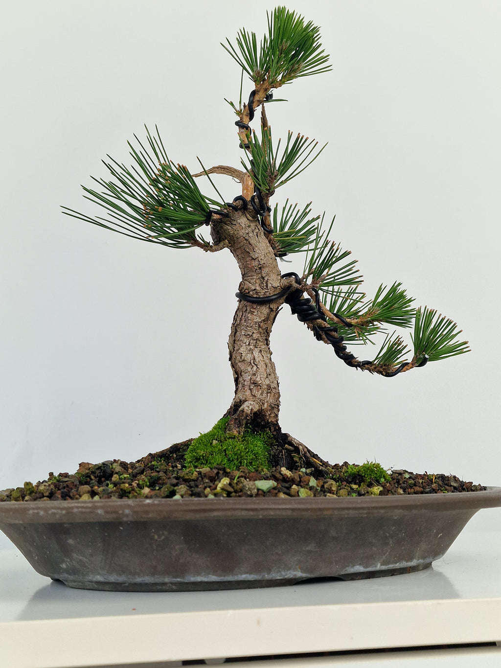 Pinus thunbergii shohin Pre-Bonsai No.1
