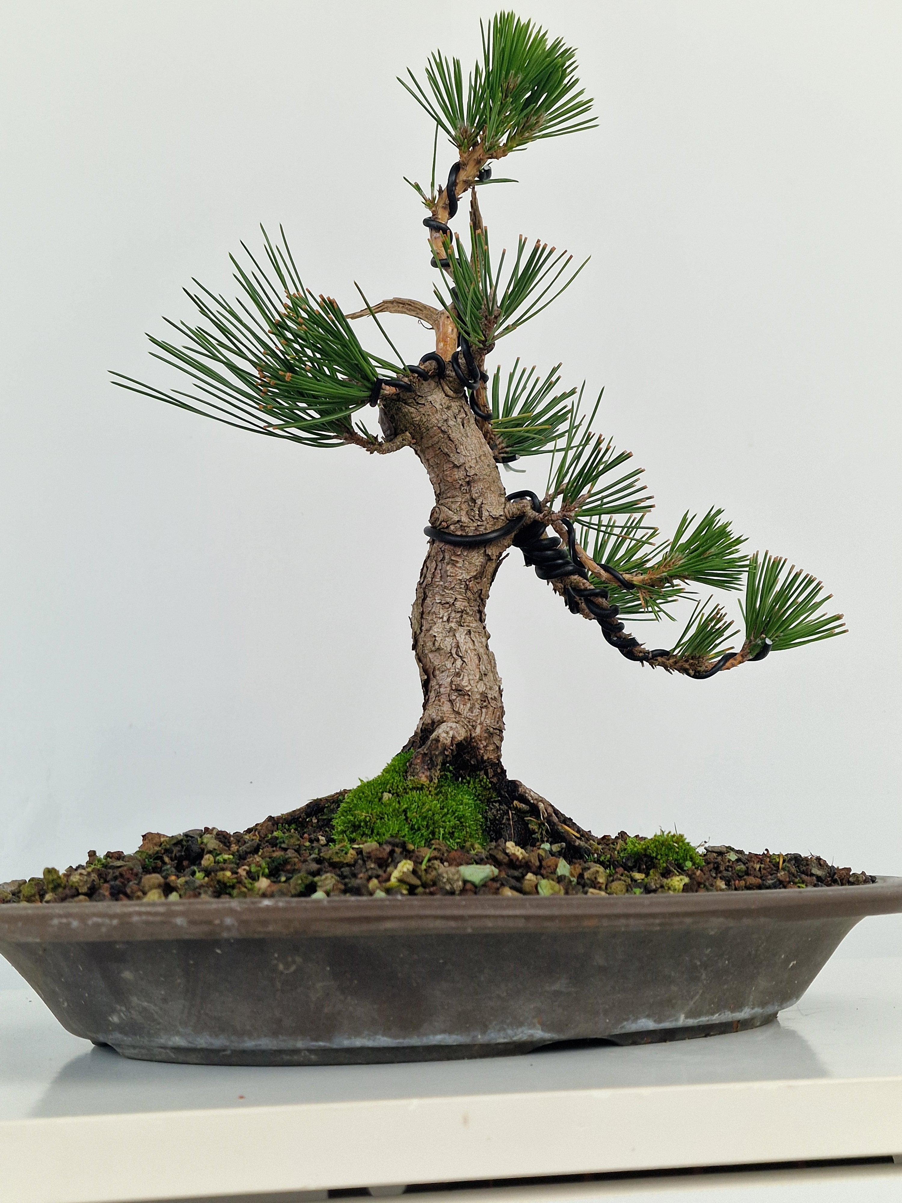 Pinus thunbergii shohin Pre-Bonsai No.1