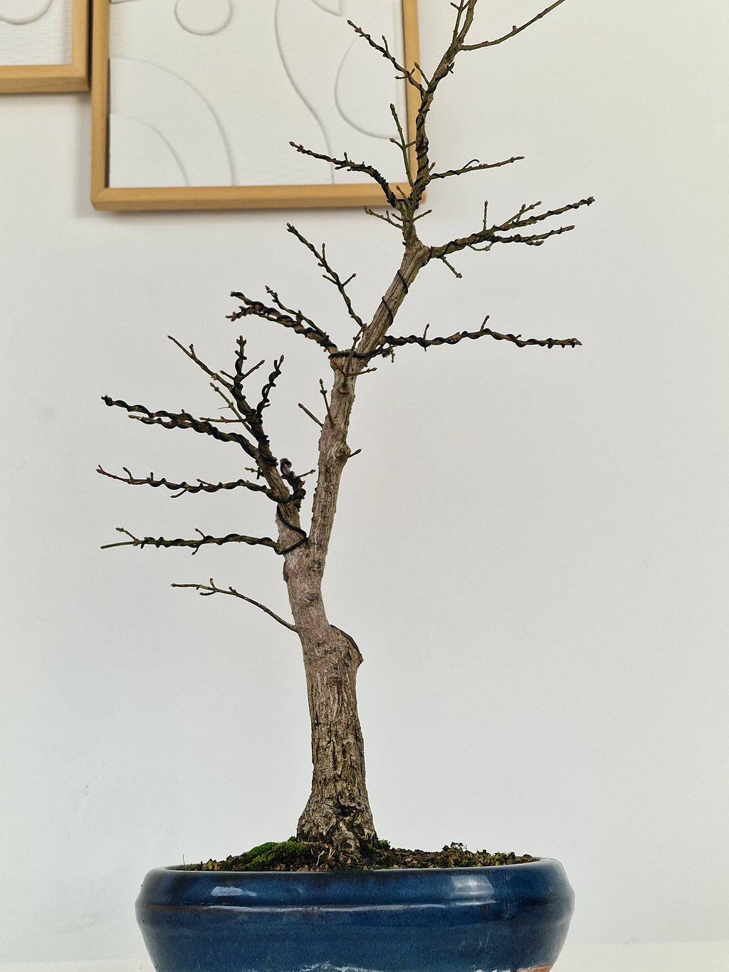 Euonymus Bonsai No.1