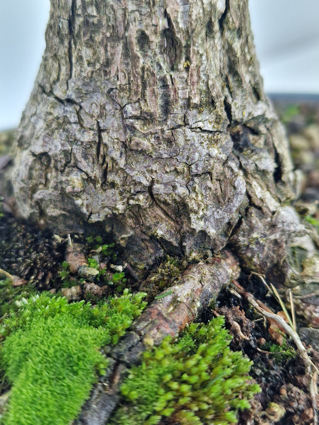 Euonymus Bonsai No.1