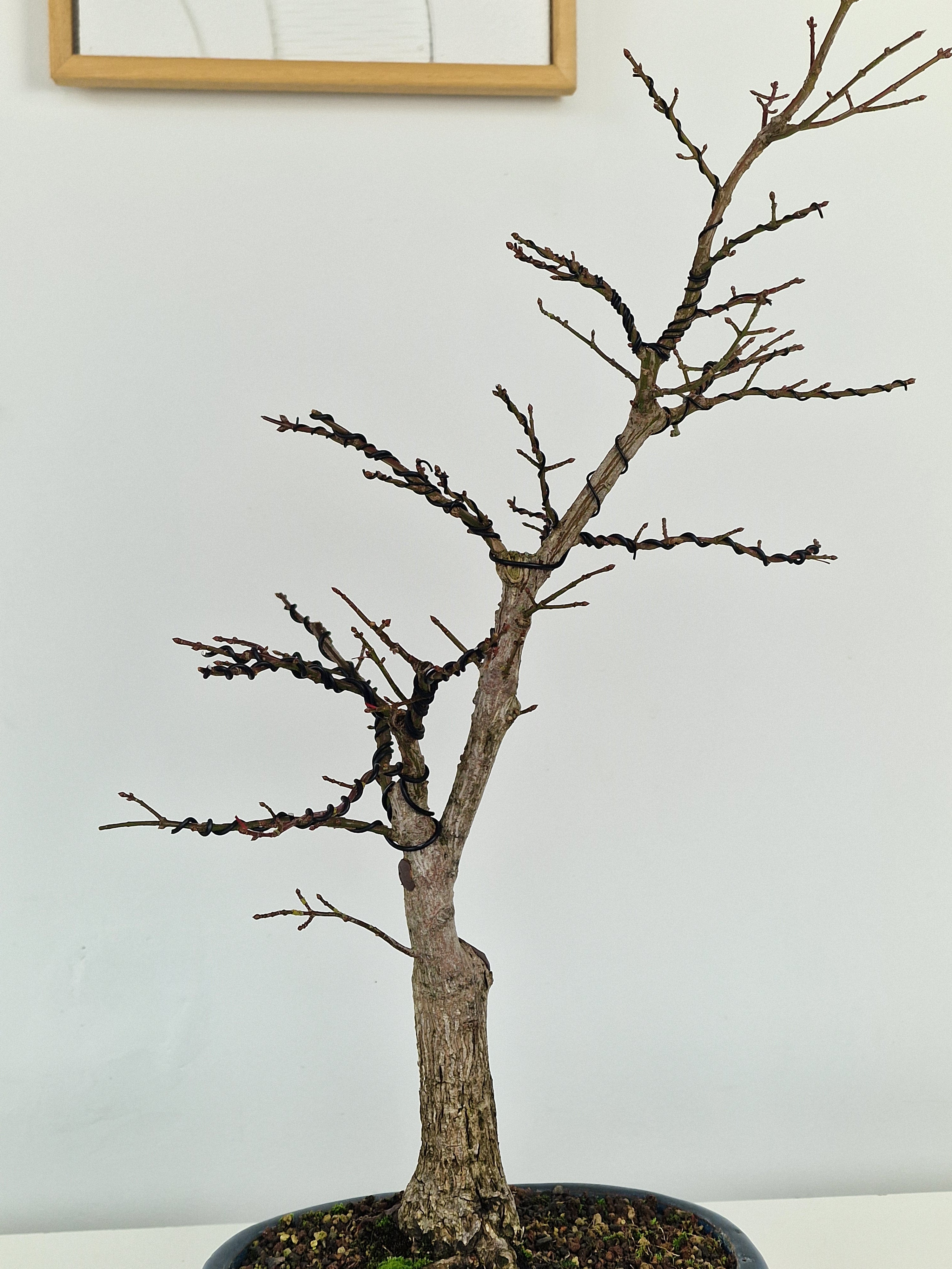 Euonymus Bonsai No.1