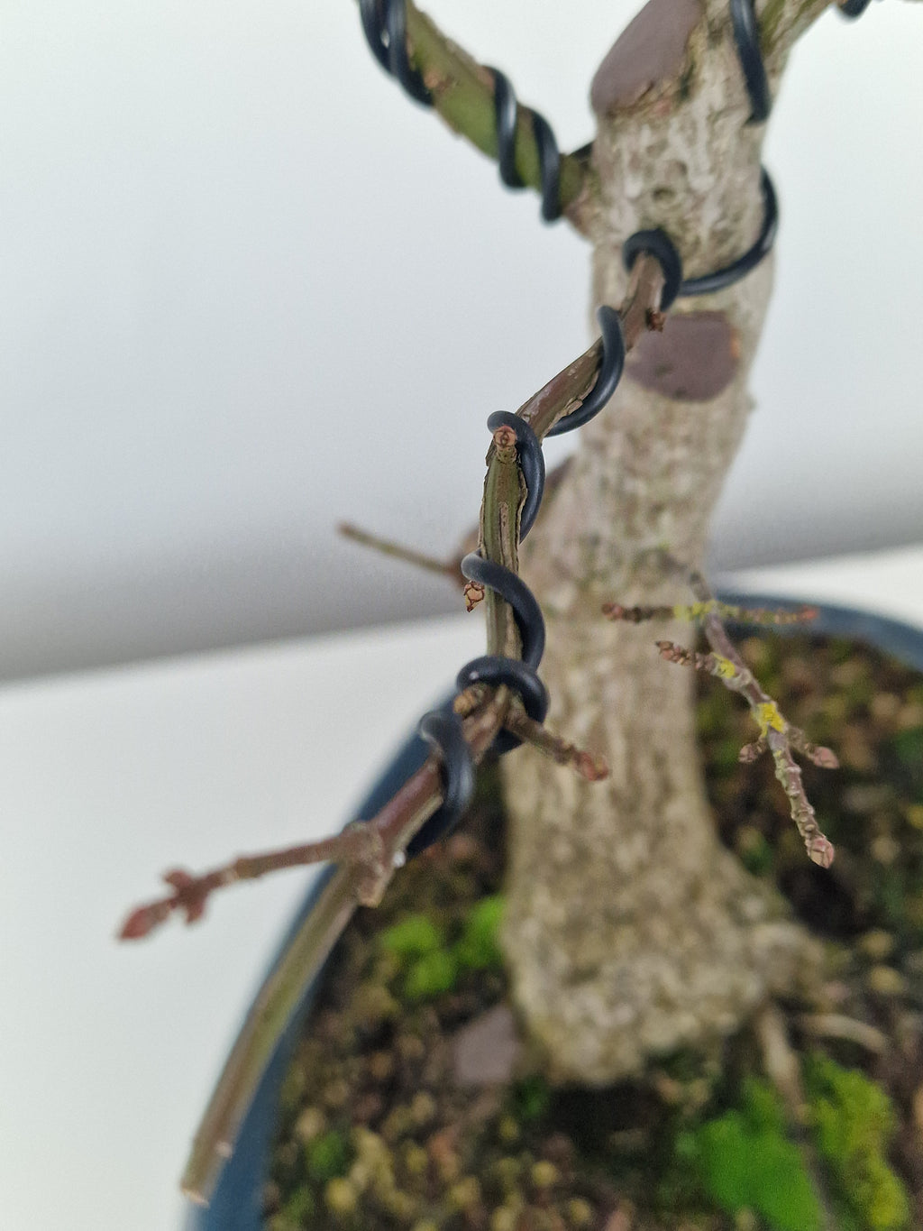 Euonymus Bonsai No.1