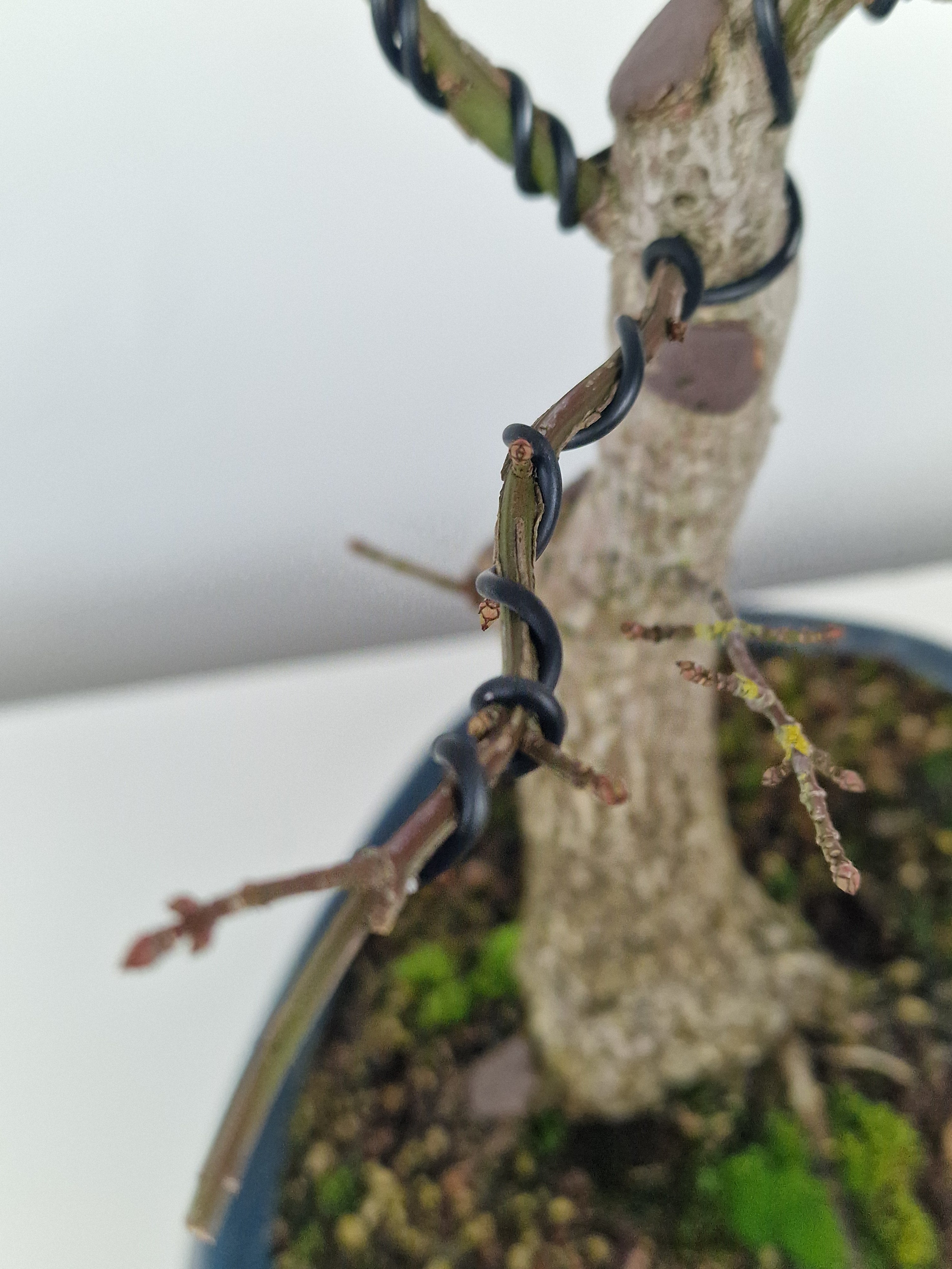 Euonymus Bonsai No.1