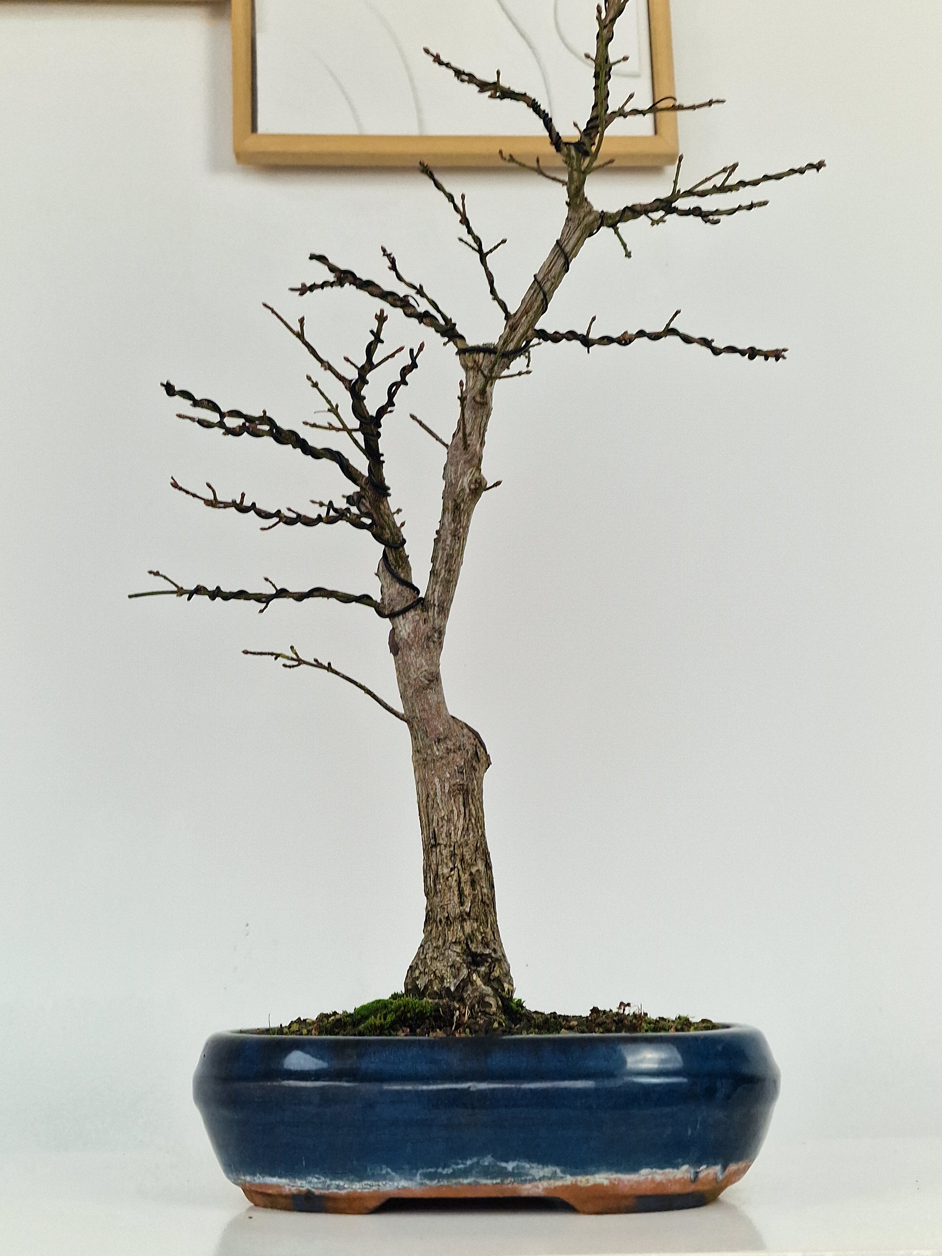 Euonymus Bonsai No.1