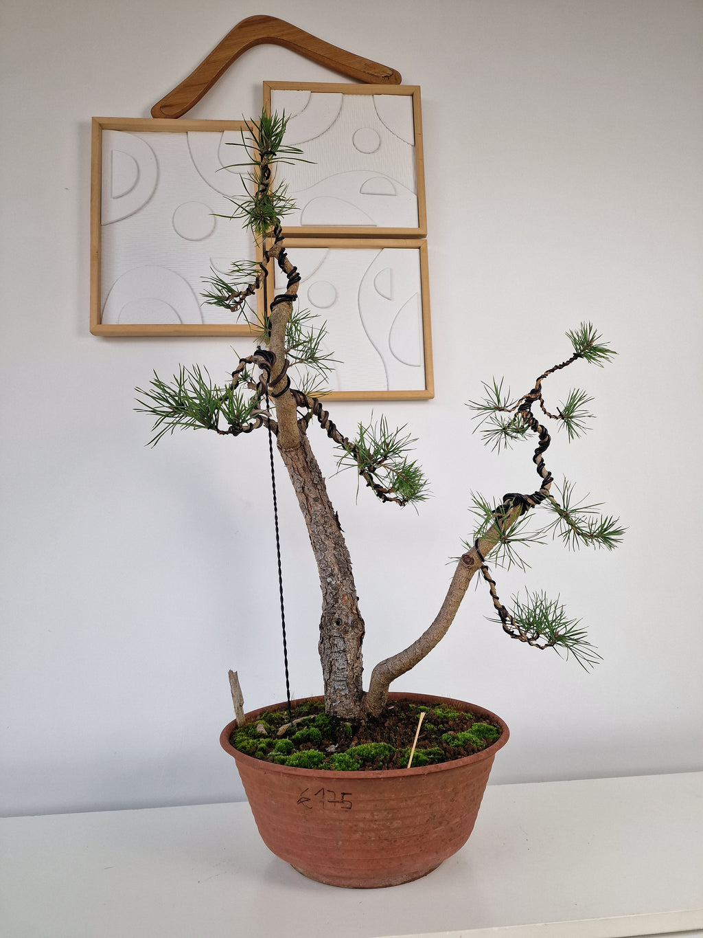 Pinus sylvestris Pre-Bonsai No.4