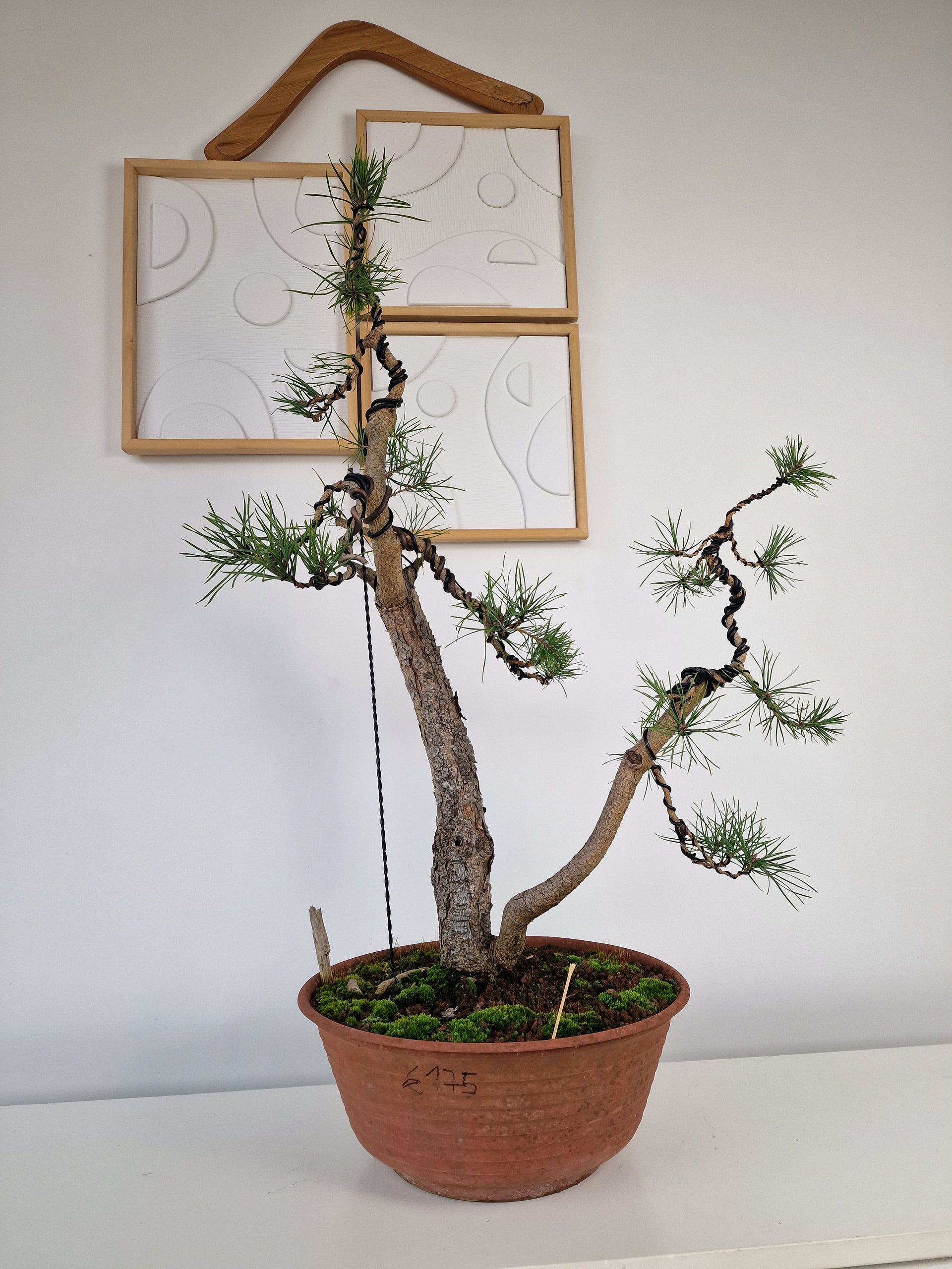 Pinus sylvestris Pre-Bonsai No.4 – Bonsai Lab