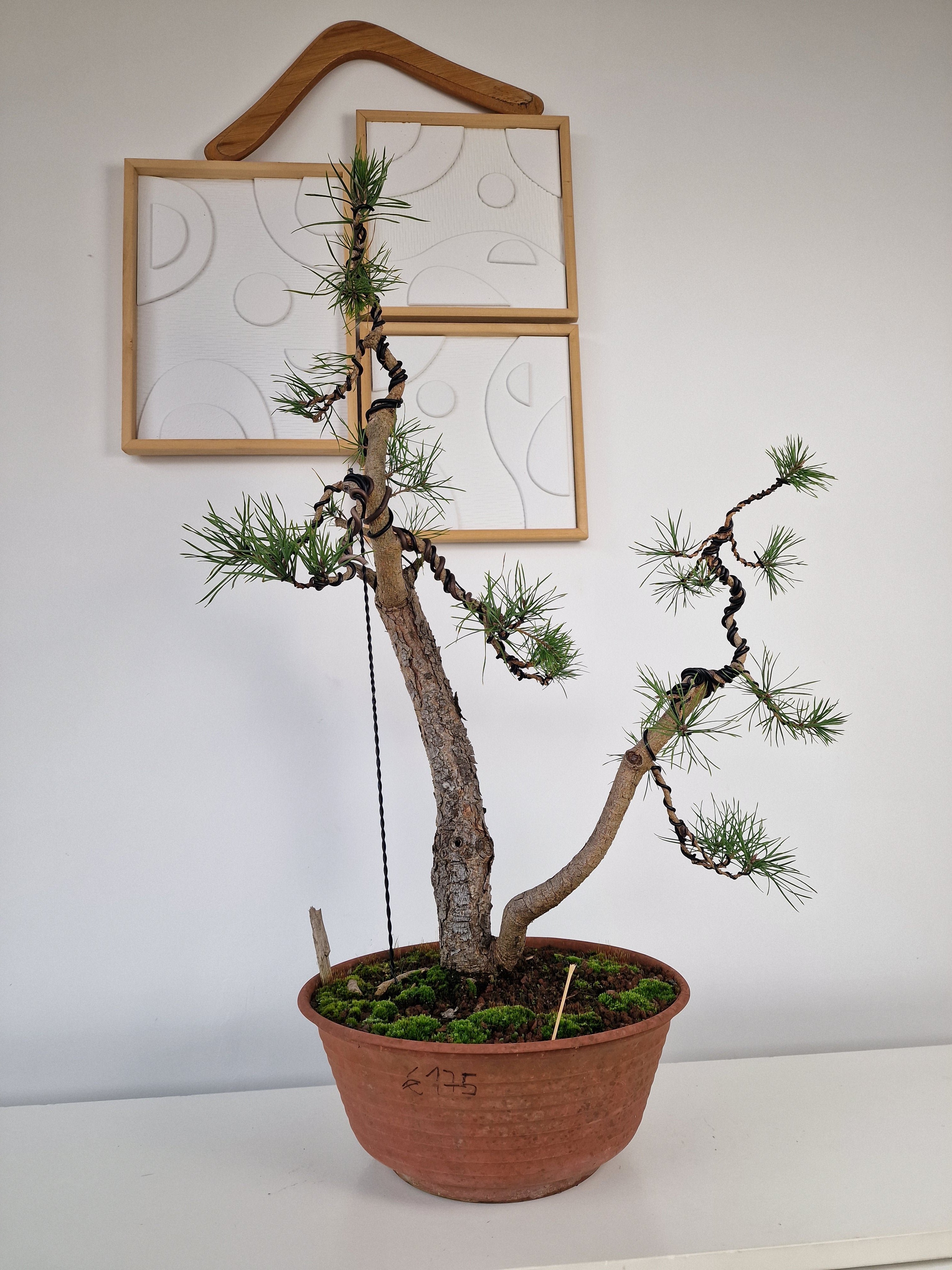 Pinus sylvestris Pre-Bonsai No.4