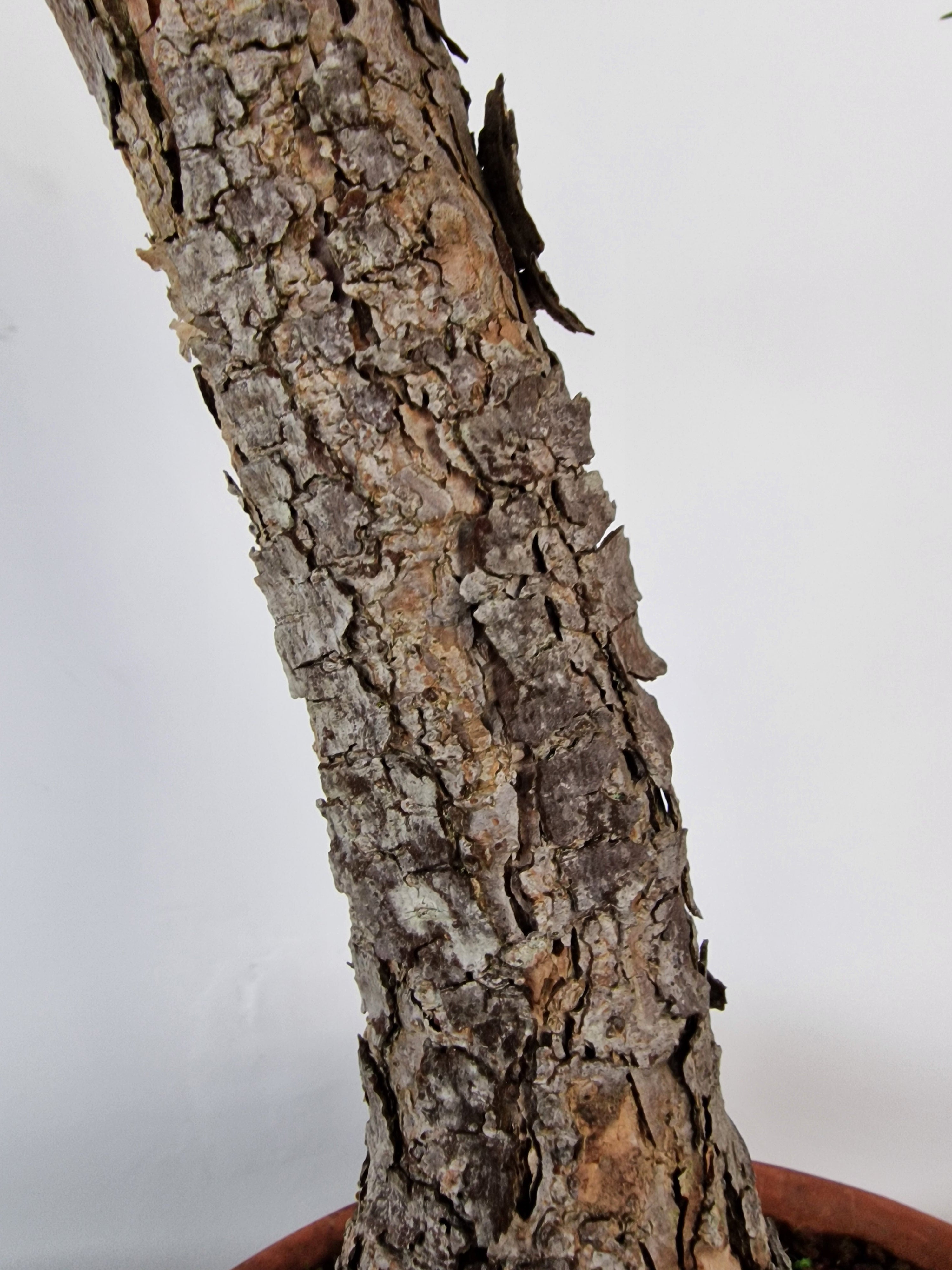 Pinus sylvestris Pre-Bonsai No.4