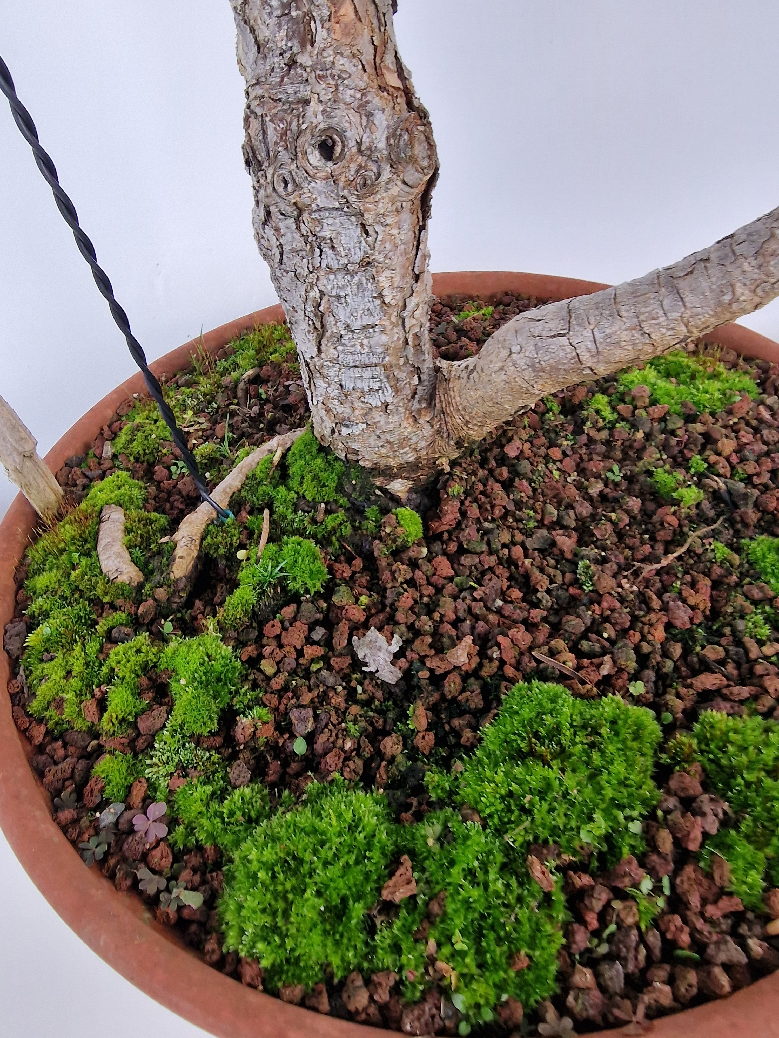 Pinus sylvestris Pre-Bonsai No.4