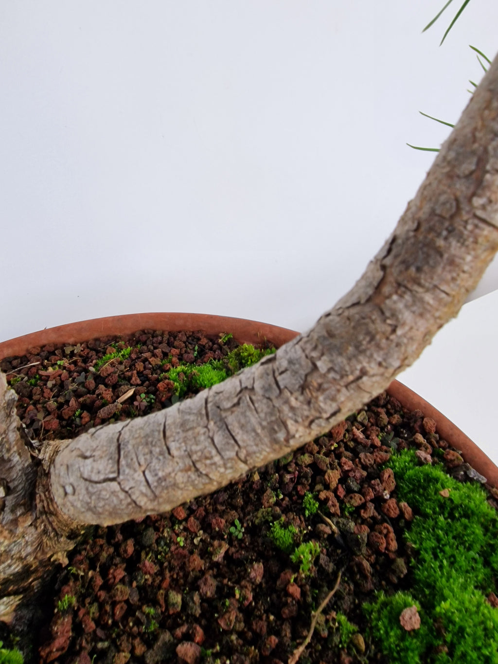 Pinus sylvestris Pre-Bonsai No.4