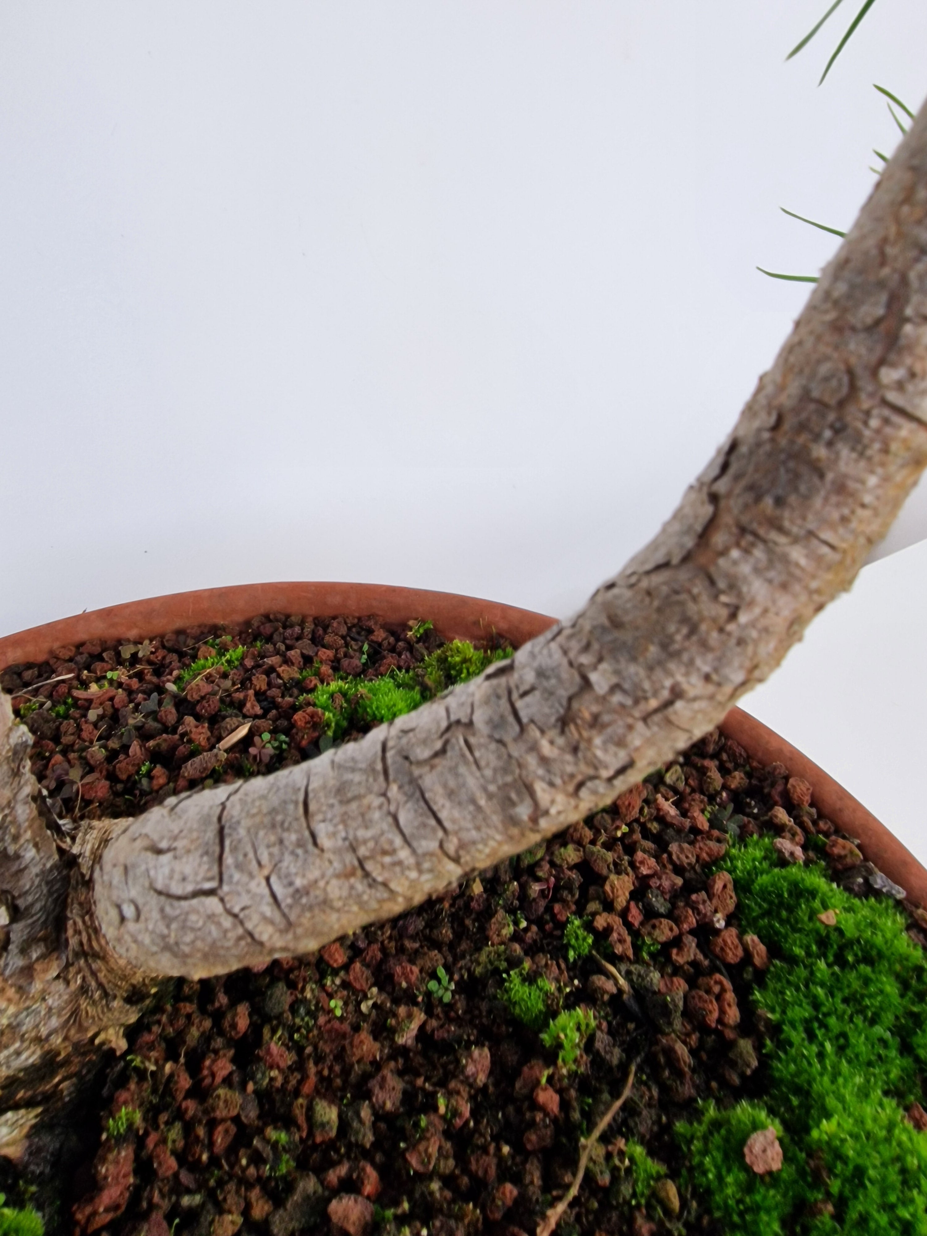 Pinus sylvestris Pre-Bonsai No.4