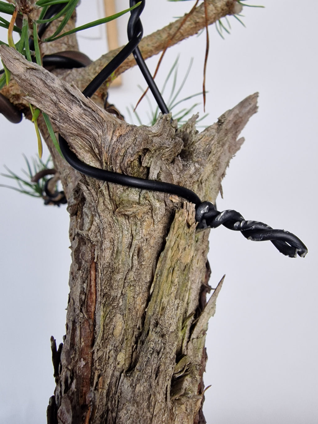 Pinus sylvestris Pre-Bonsai No.4