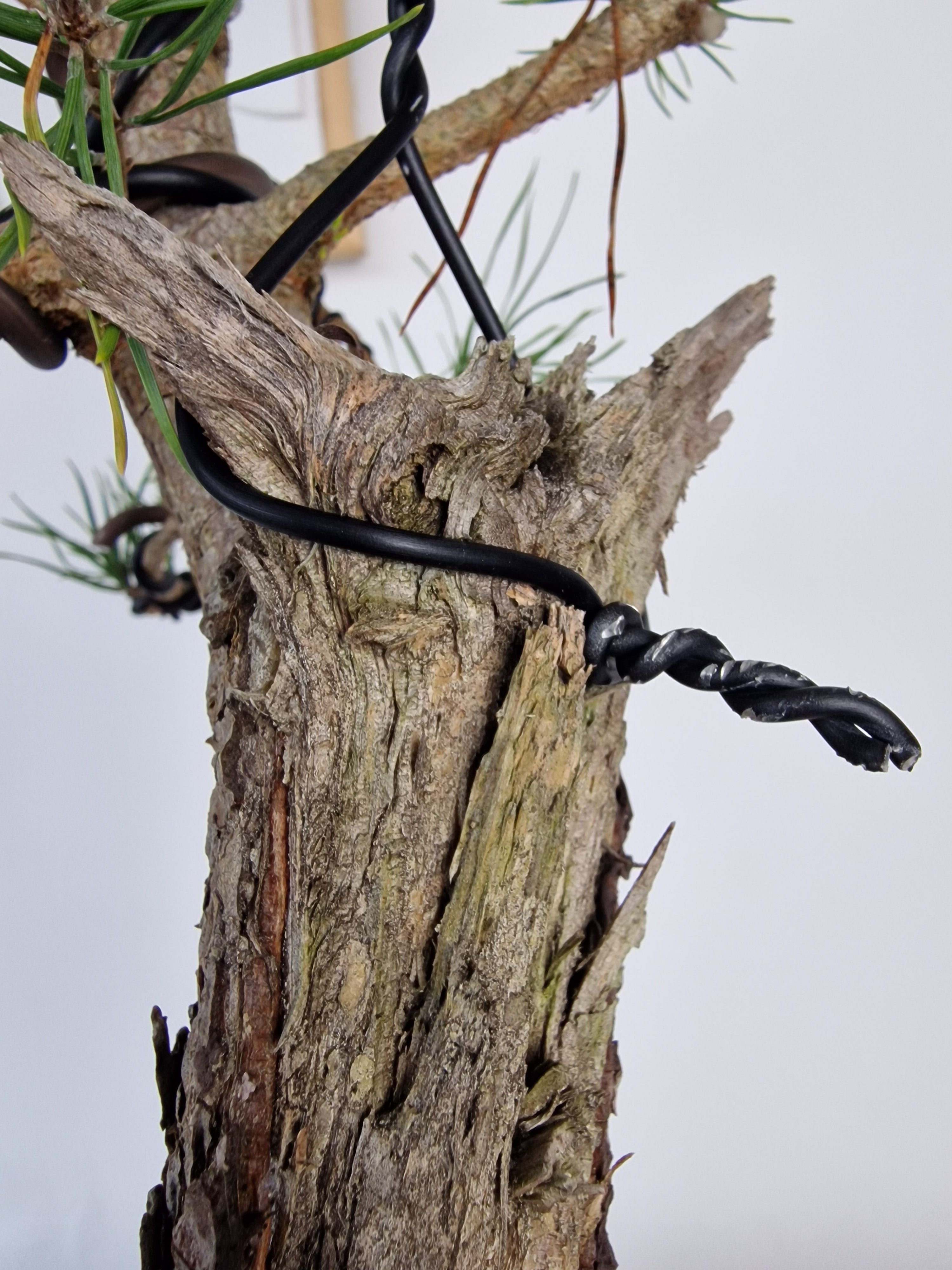 Pinus sylvestris Pre-Bonsai No.4