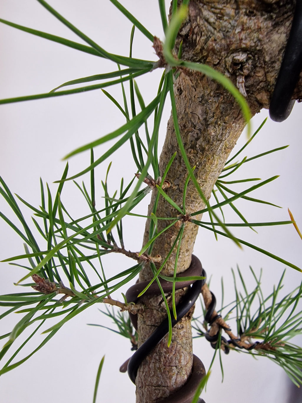 Pinus sylvestris Pre-Bonsai No.4