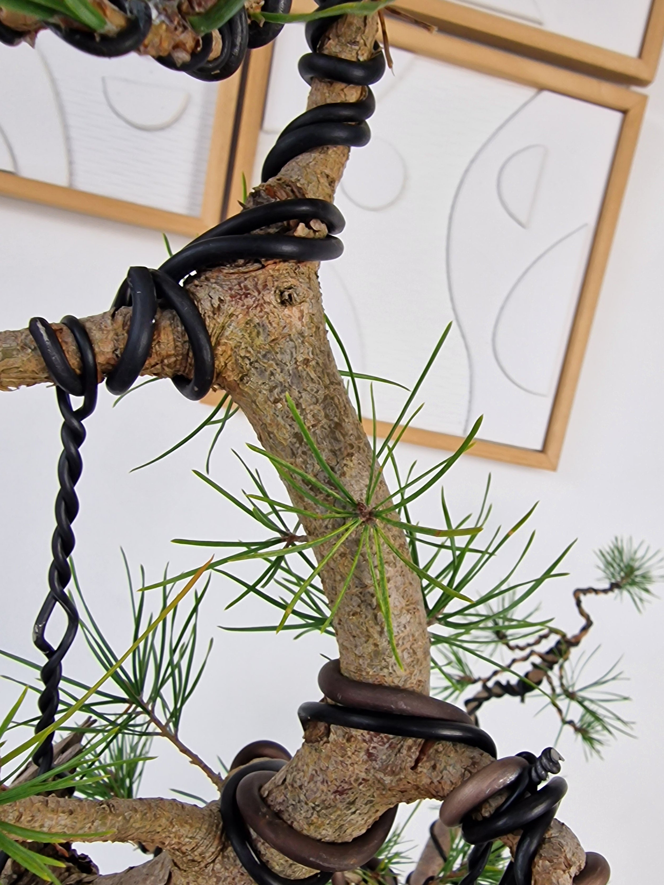 Pinus sylvestris Pre-Bonsai No.4