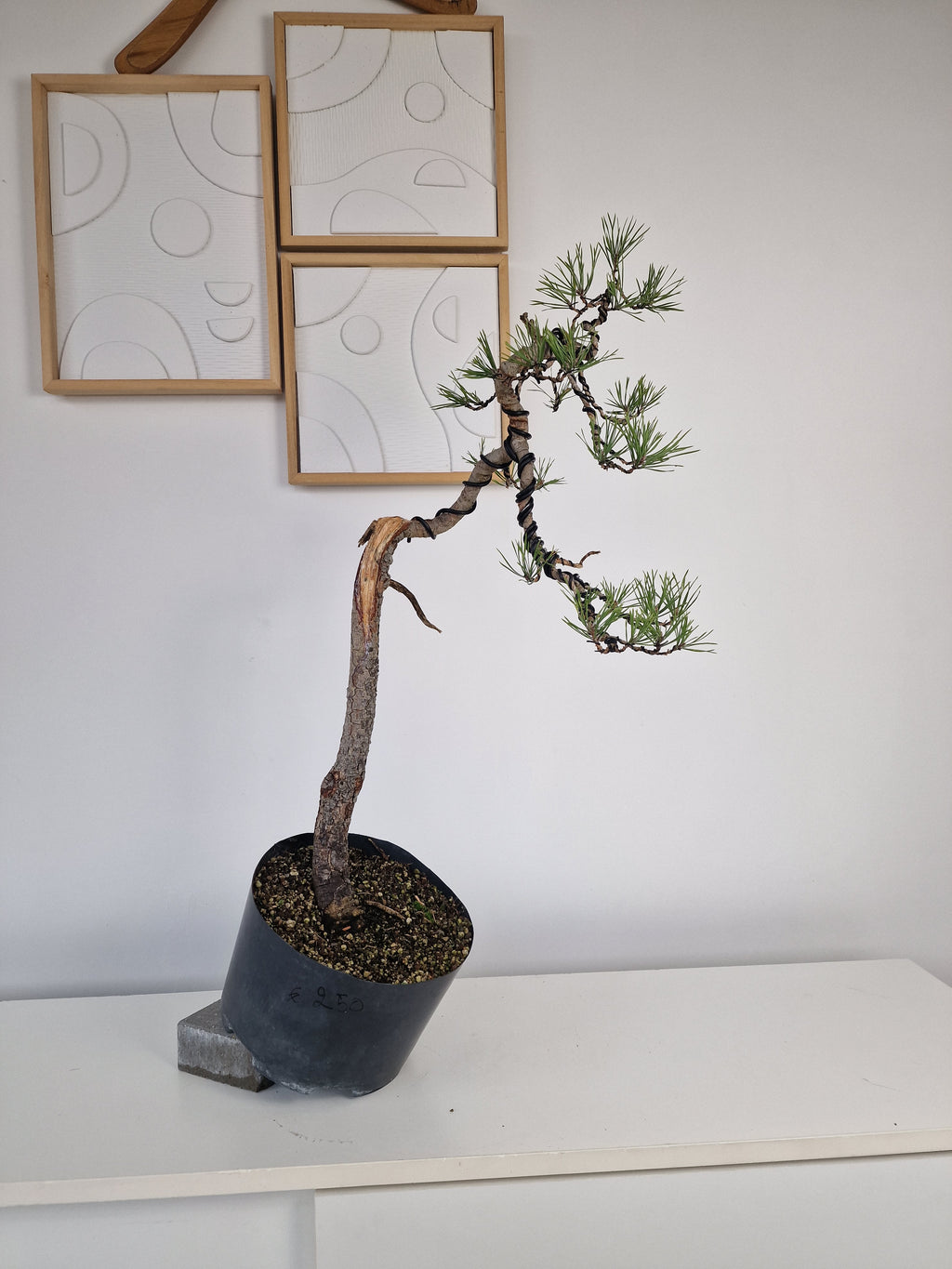Pinus sylvestris Pre-Bonsai No.2