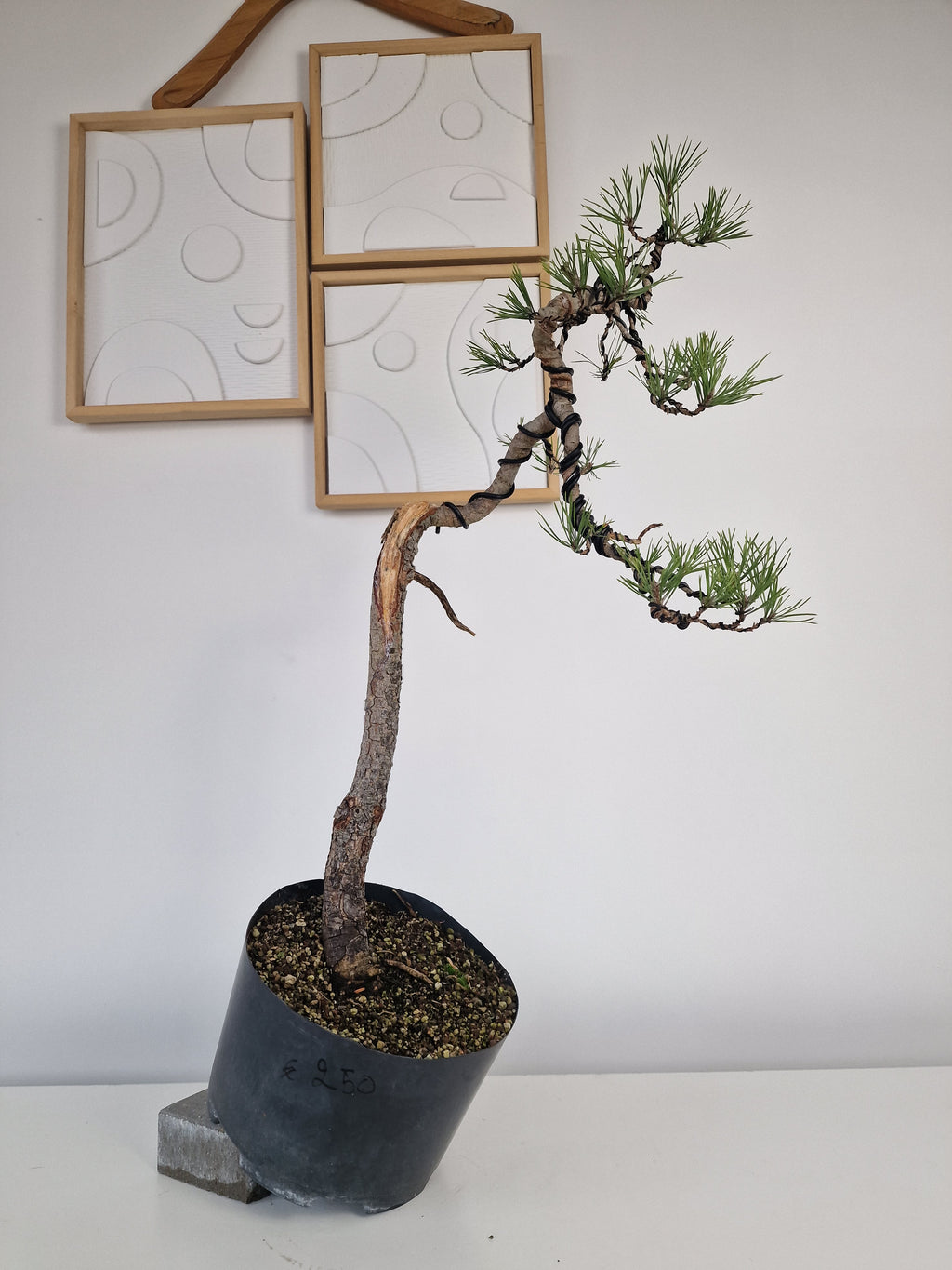 Pinus sylvestris Pre-Bonsai No.2