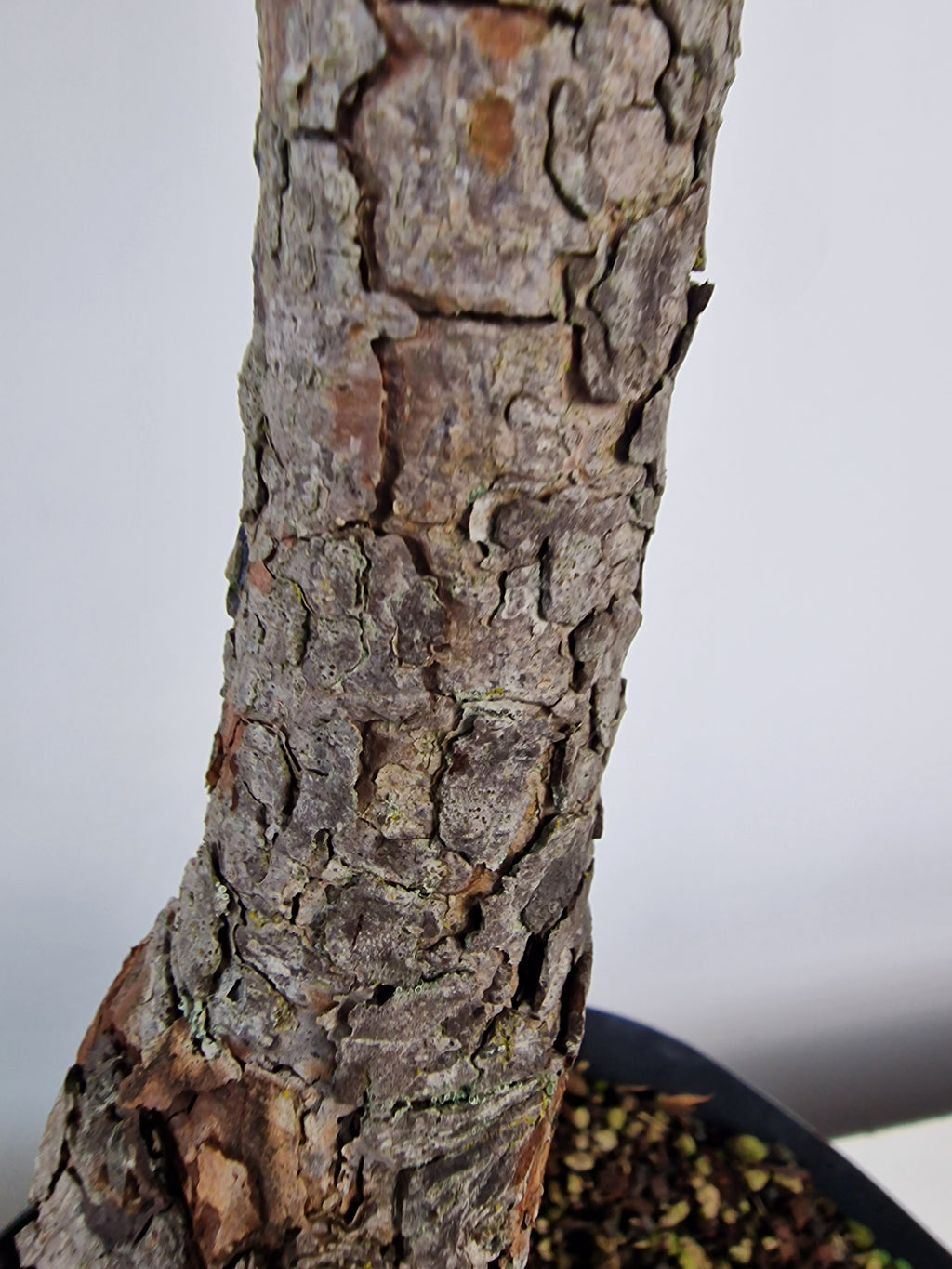 Pinus sylvestris Pre-Bonsai No.2