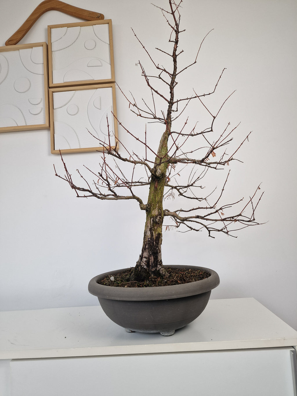 Meta-sequoia Pre-bonsai No.1