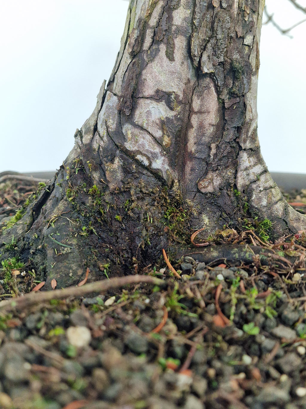 Meta-sequoia Pre-bonsai No.1