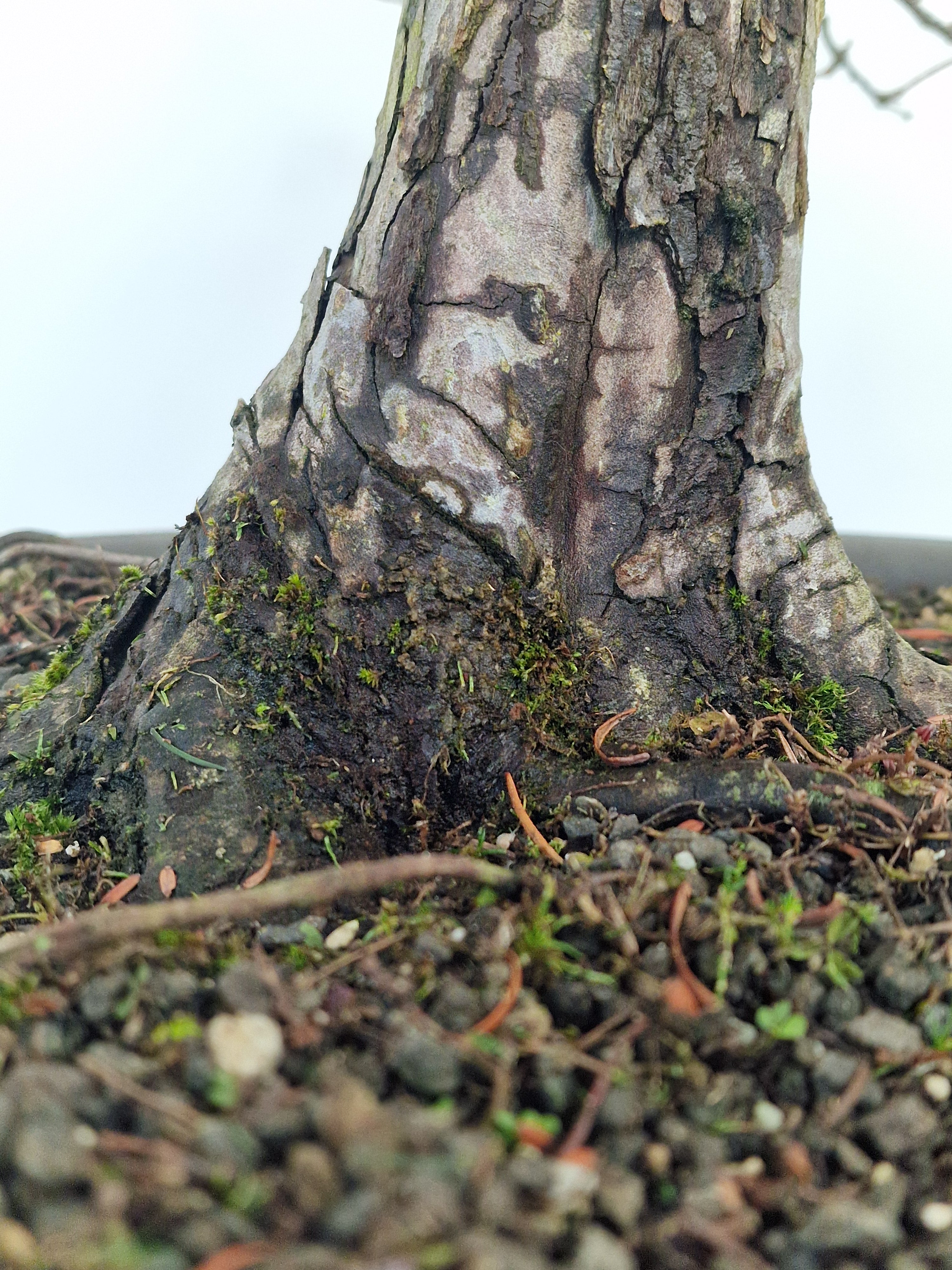 Meta-sequoia Pre-bonsai No.1