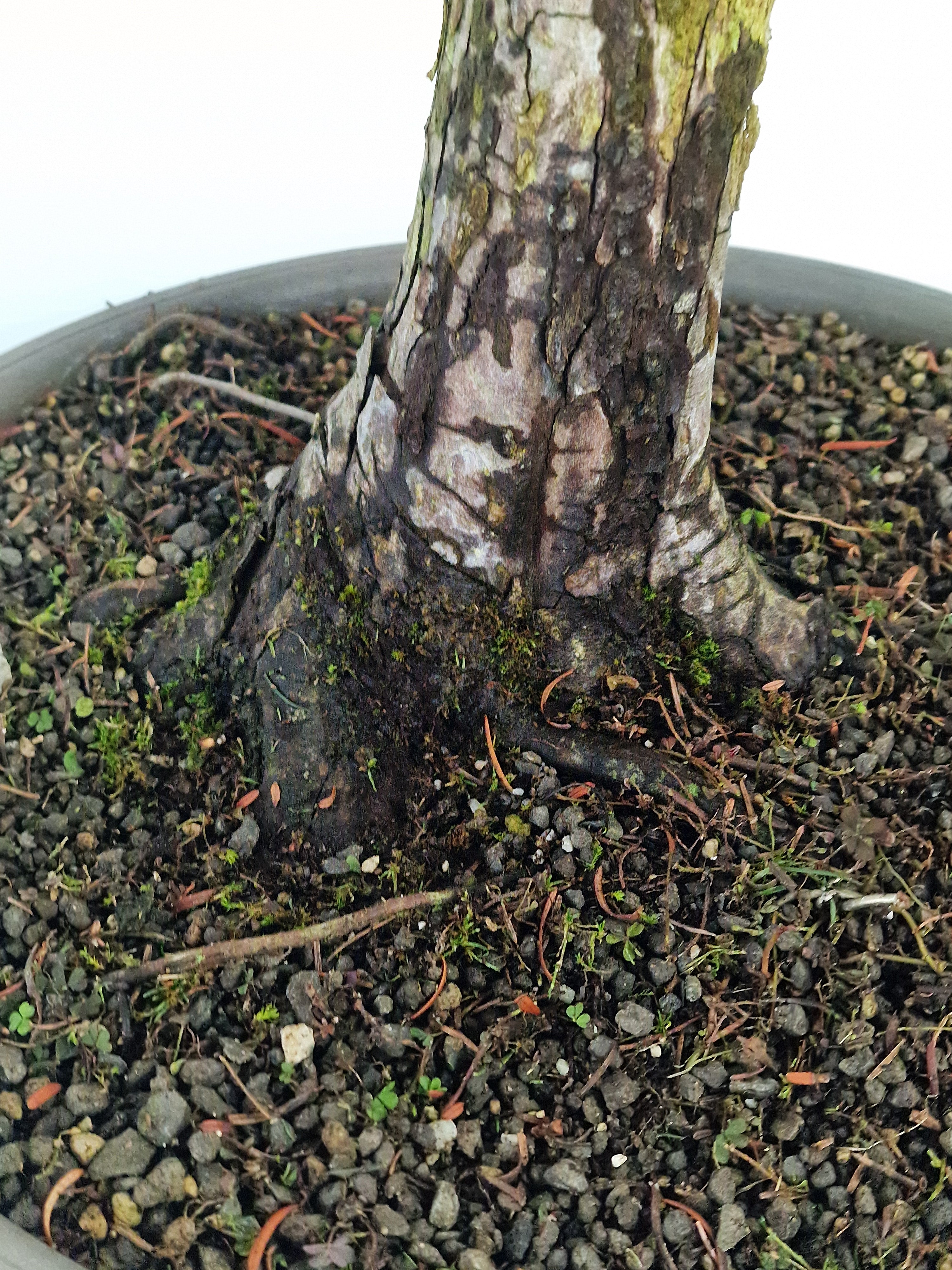 Meta-sequoia Pre-bonsai No.1