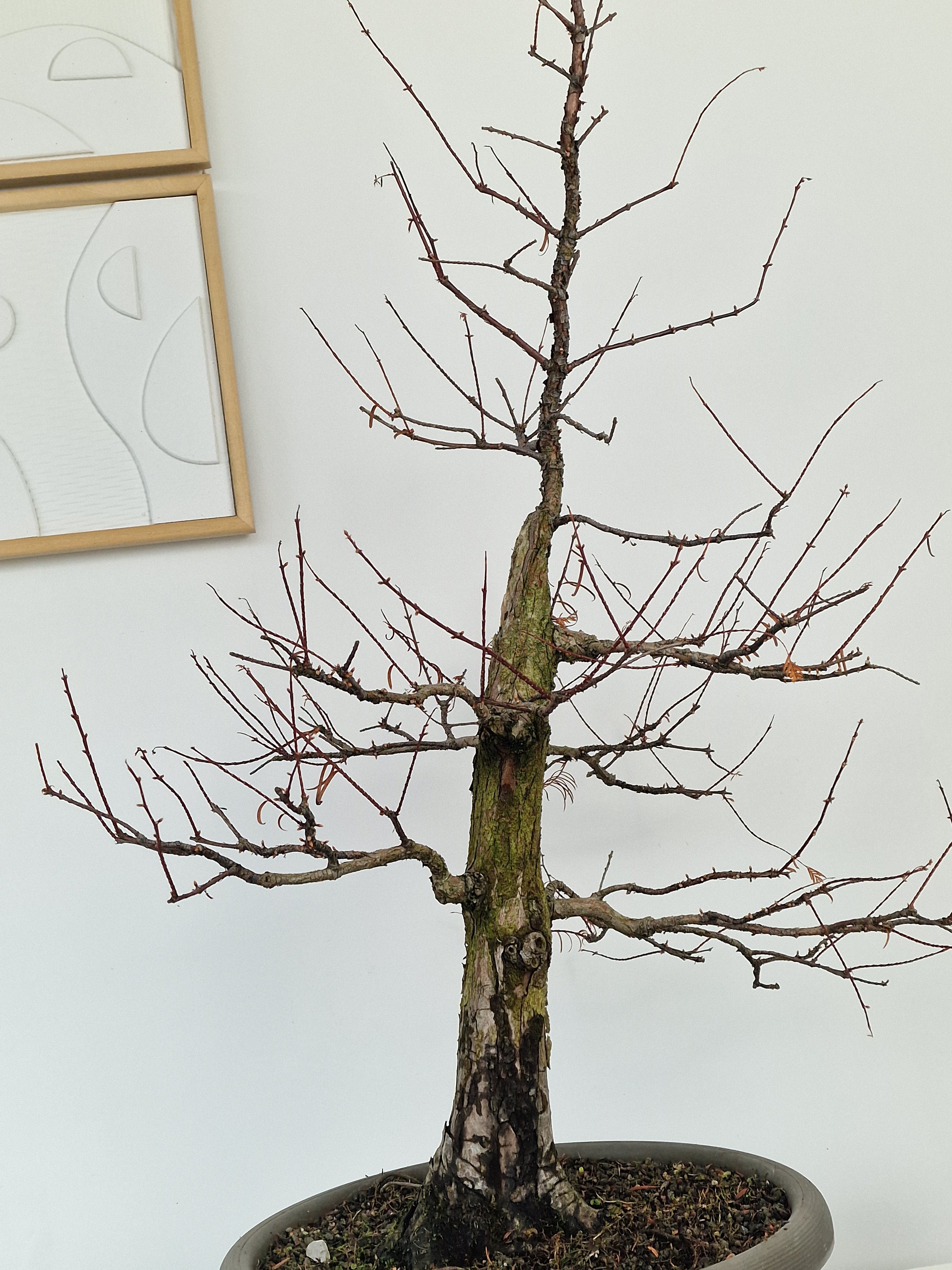 Meta-sequoia Pre-bonsai No.1