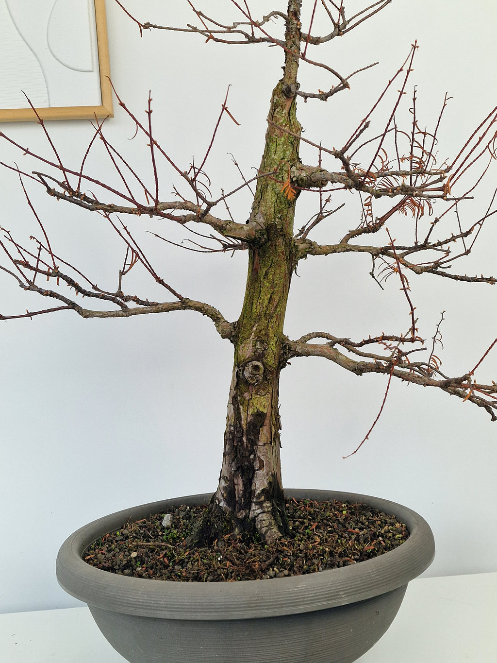 Meta-sequoia Pre-bonsai No.1