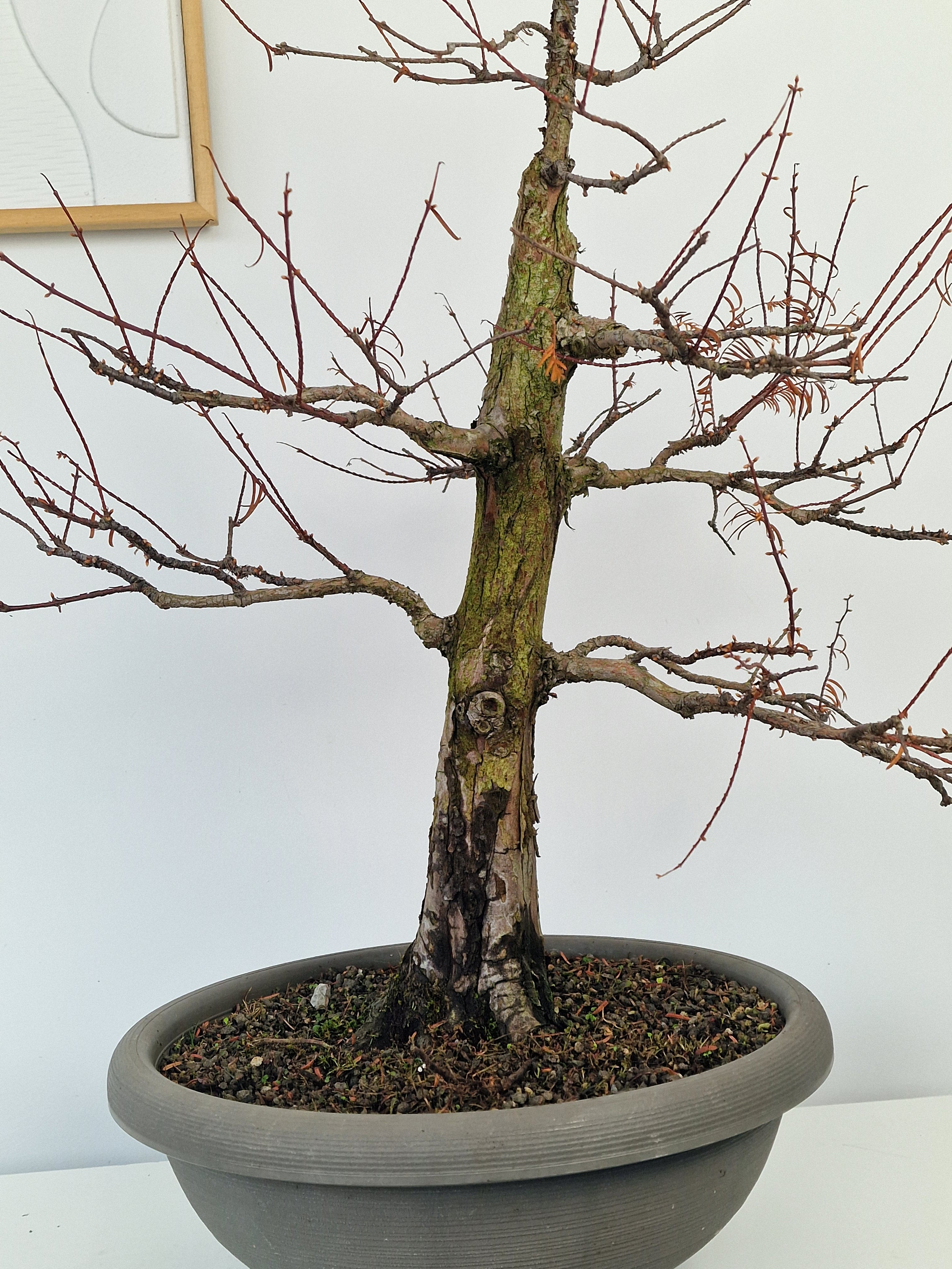 Meta-sequoia Pre-bonsai No.1