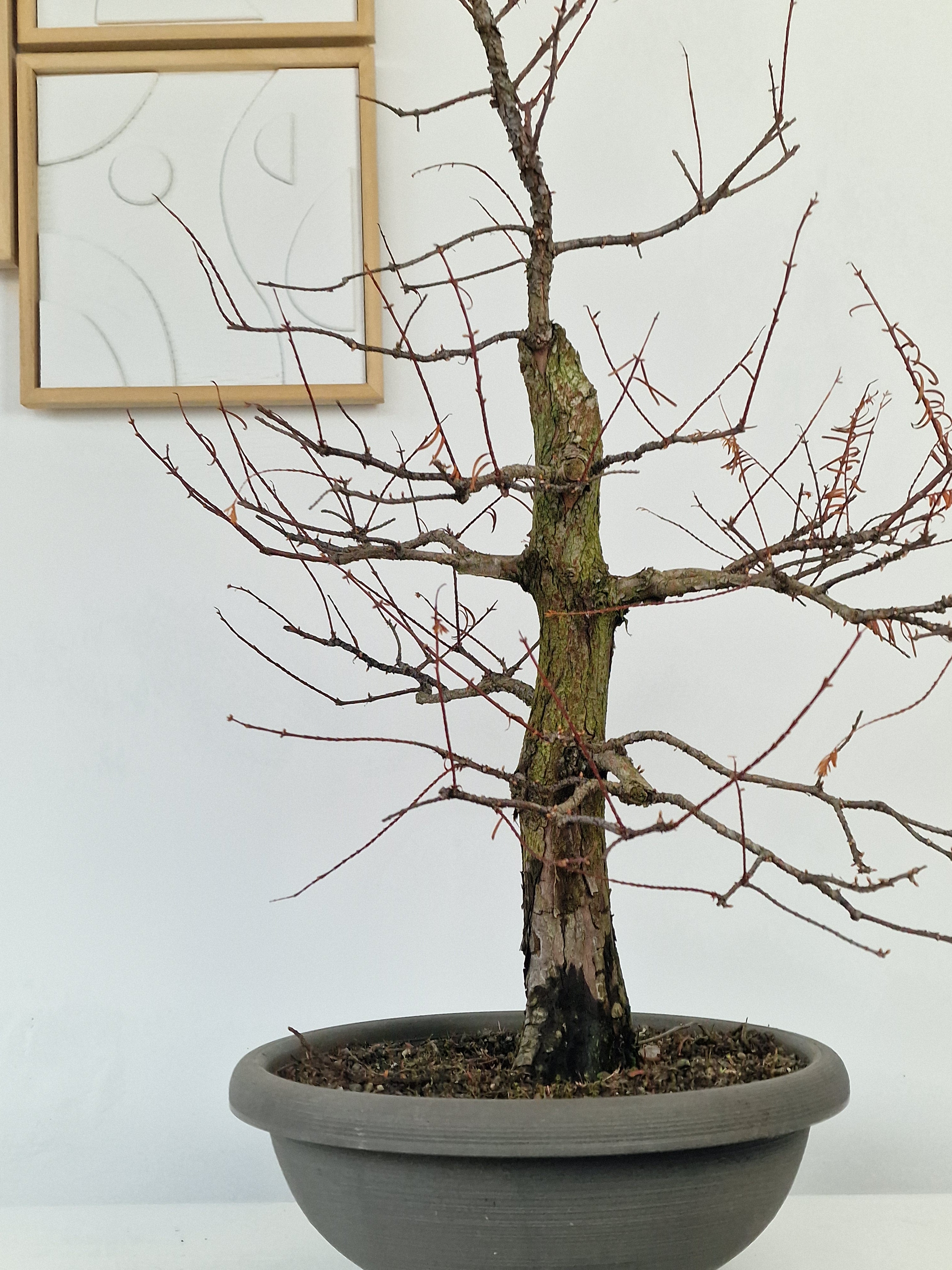 Meta-sequoia Pre-bonsai No.1