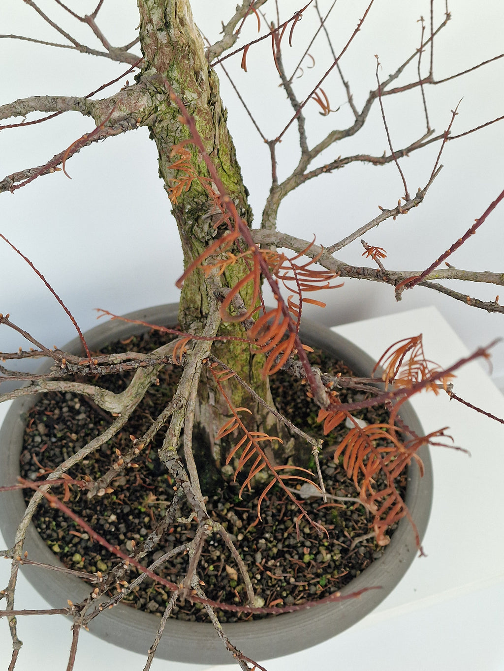 Meta-sequoia Pre-bonsai No.1