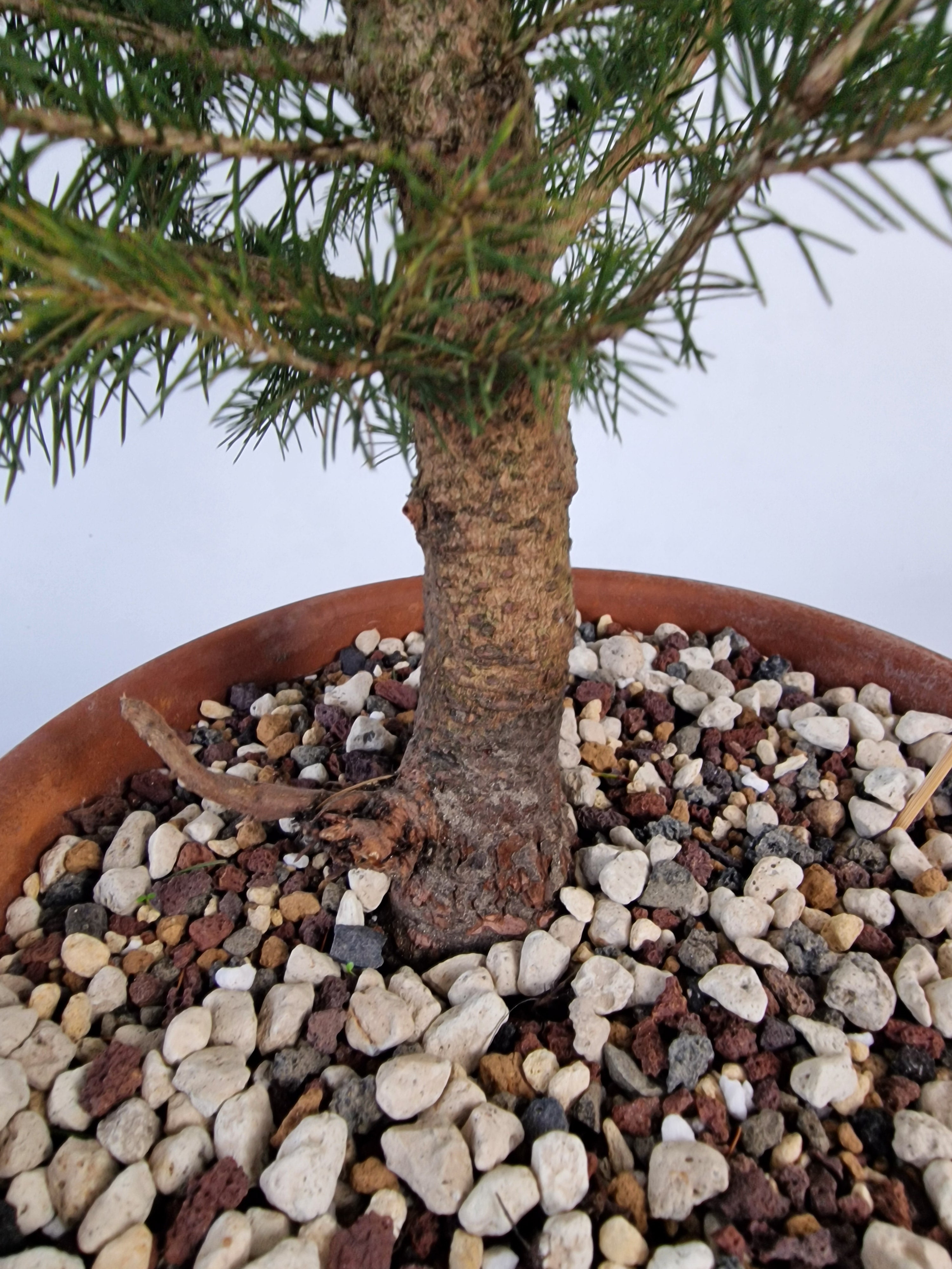 Picea pre-bonsai No. 2