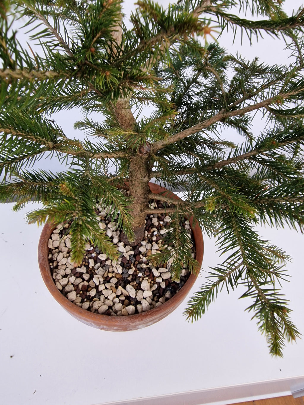 Picea pre-bonsai No. 2