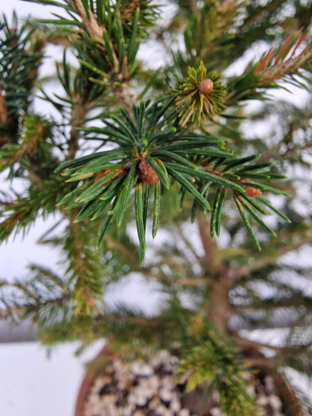 Picea pre-bonsai No. 2