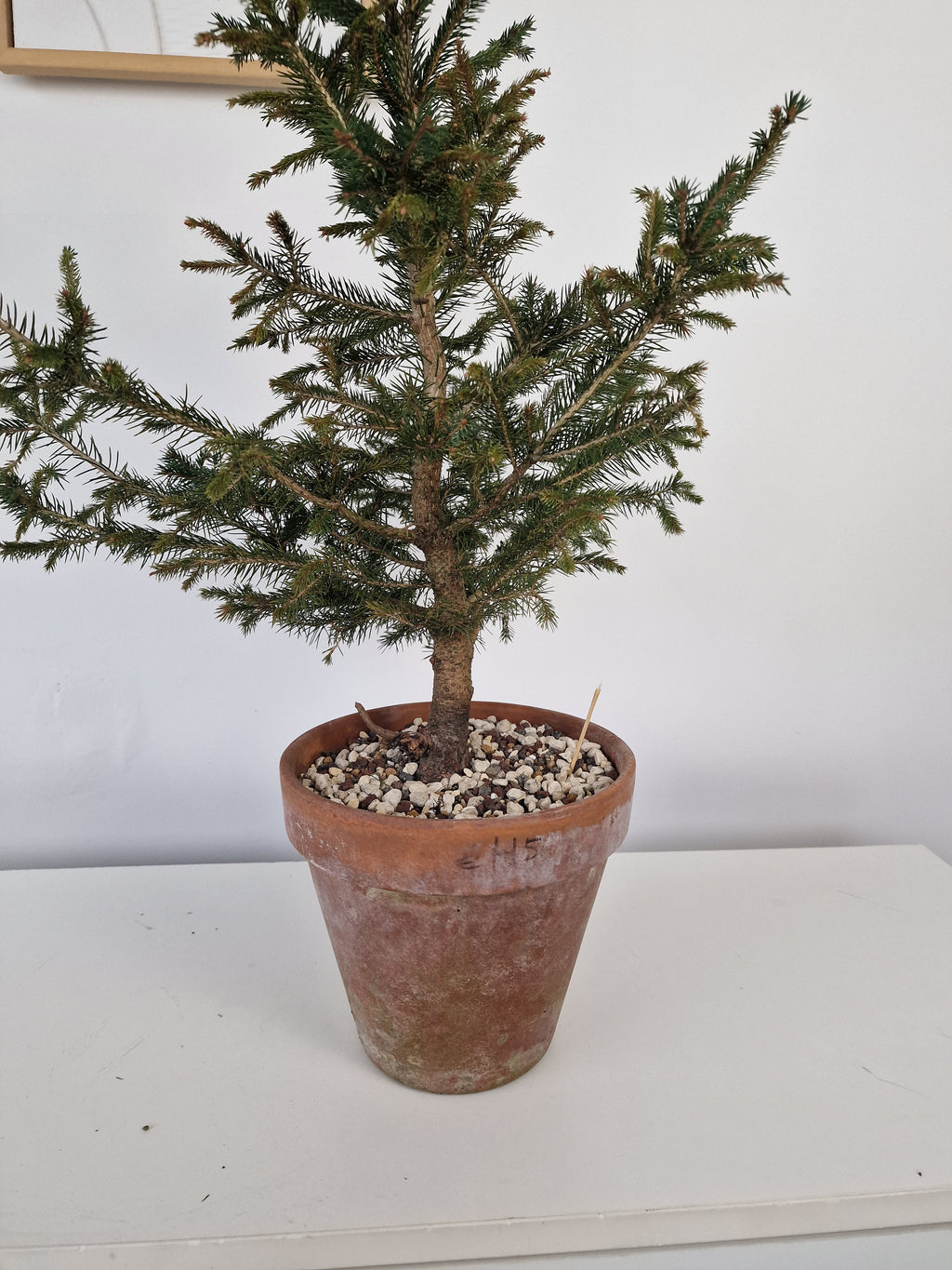 Picea pre-bonsai No. 2