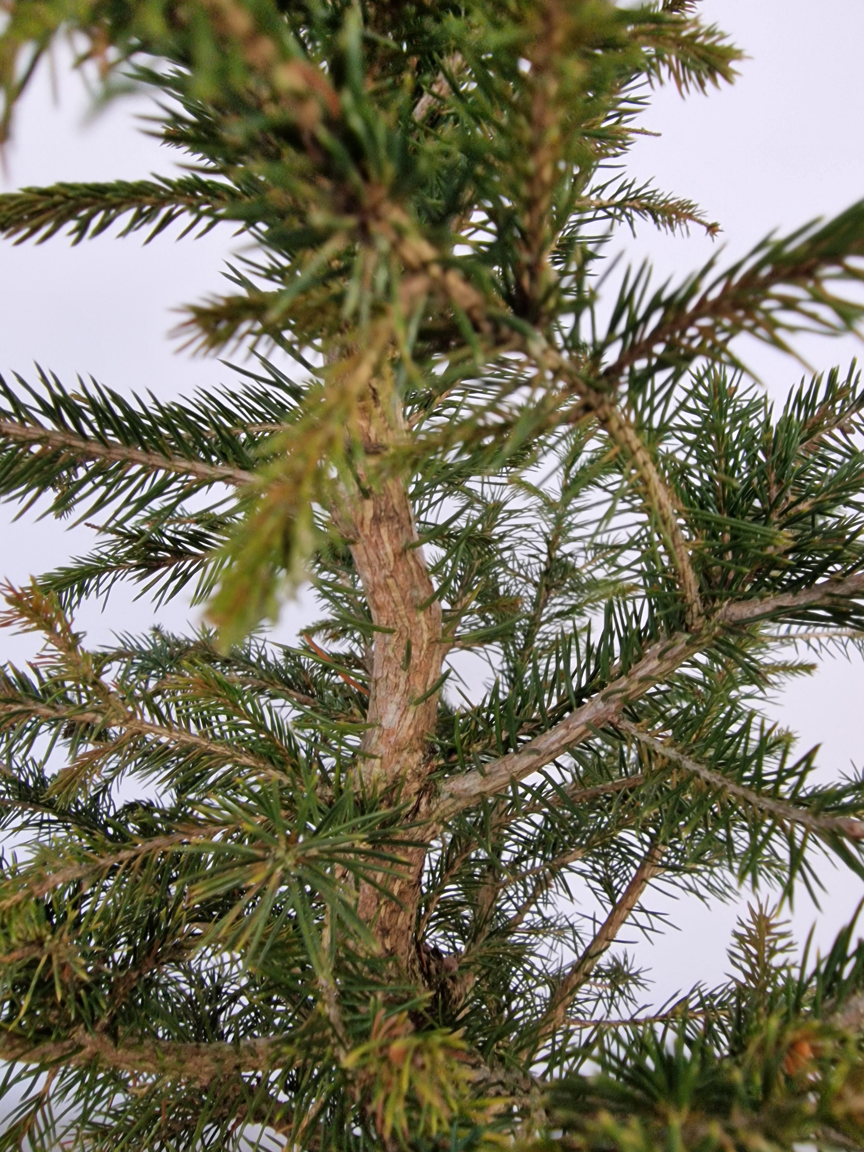 Picea pre-bonsai No. 2