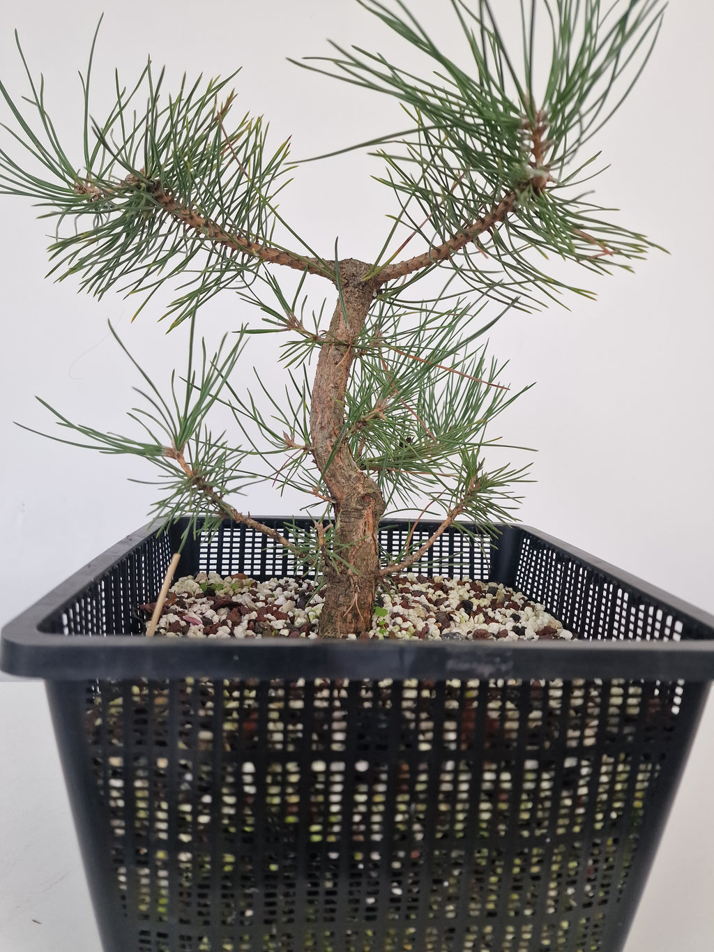 Pinus thunbergii Pre-Bonsai No.2