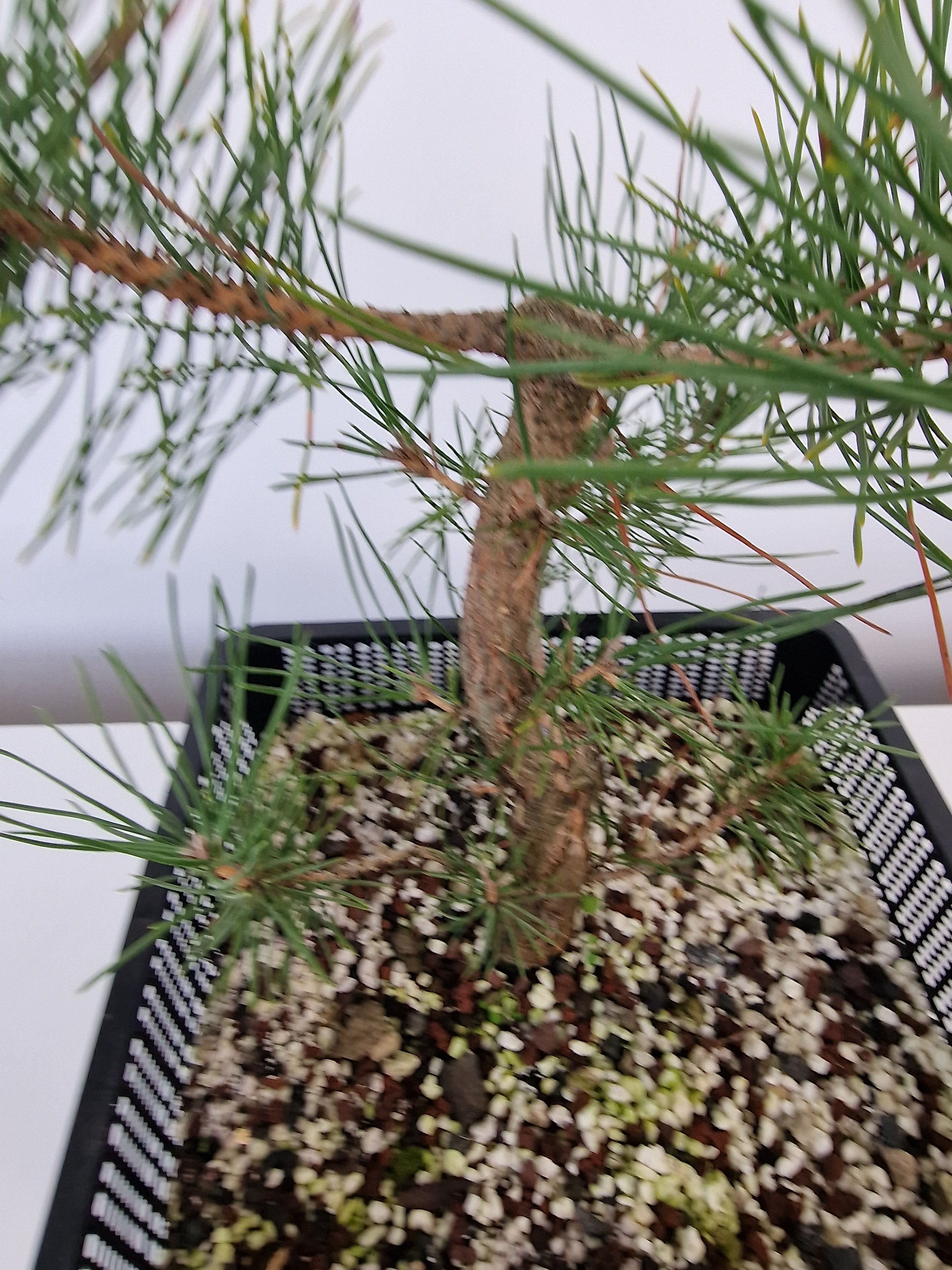 Pinus thunbergii Pre-Bonsai No.2
