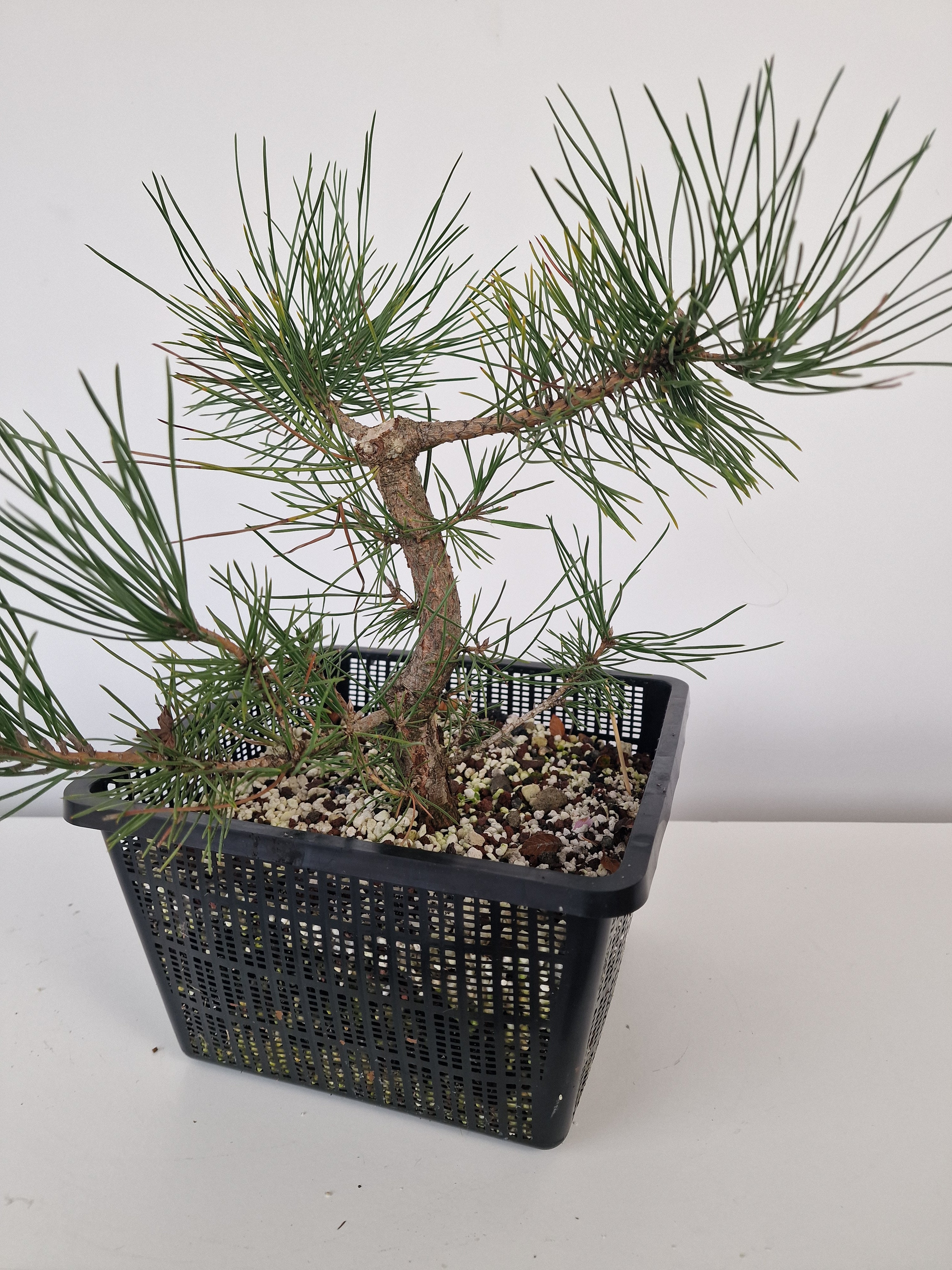 Pinus thunbergii Pre-Bonsai No.2