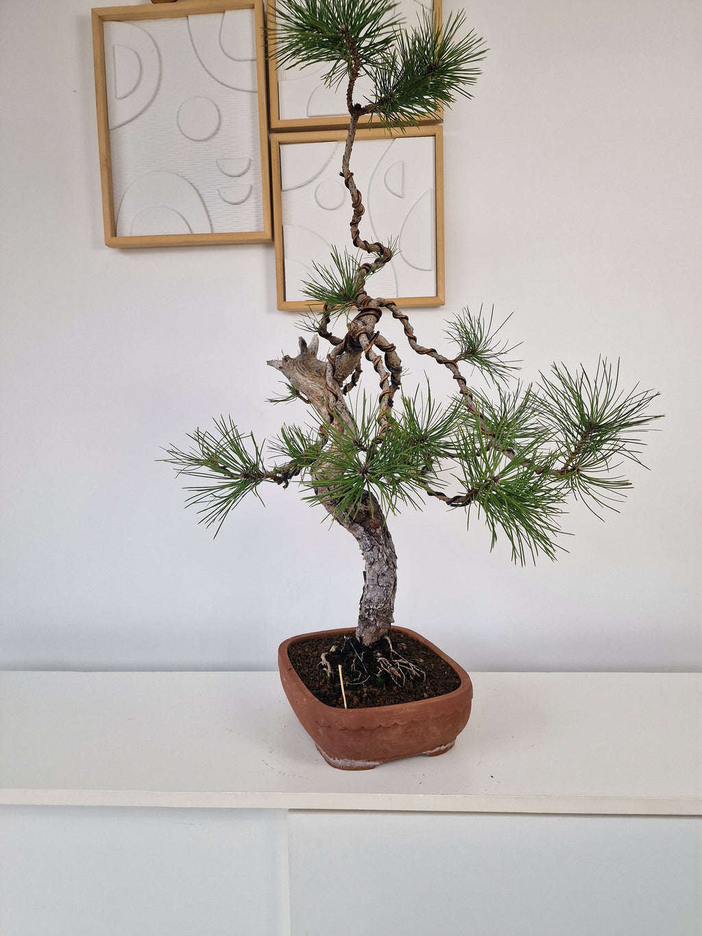 Pinus thunbergii Pre-Bonsai No.2