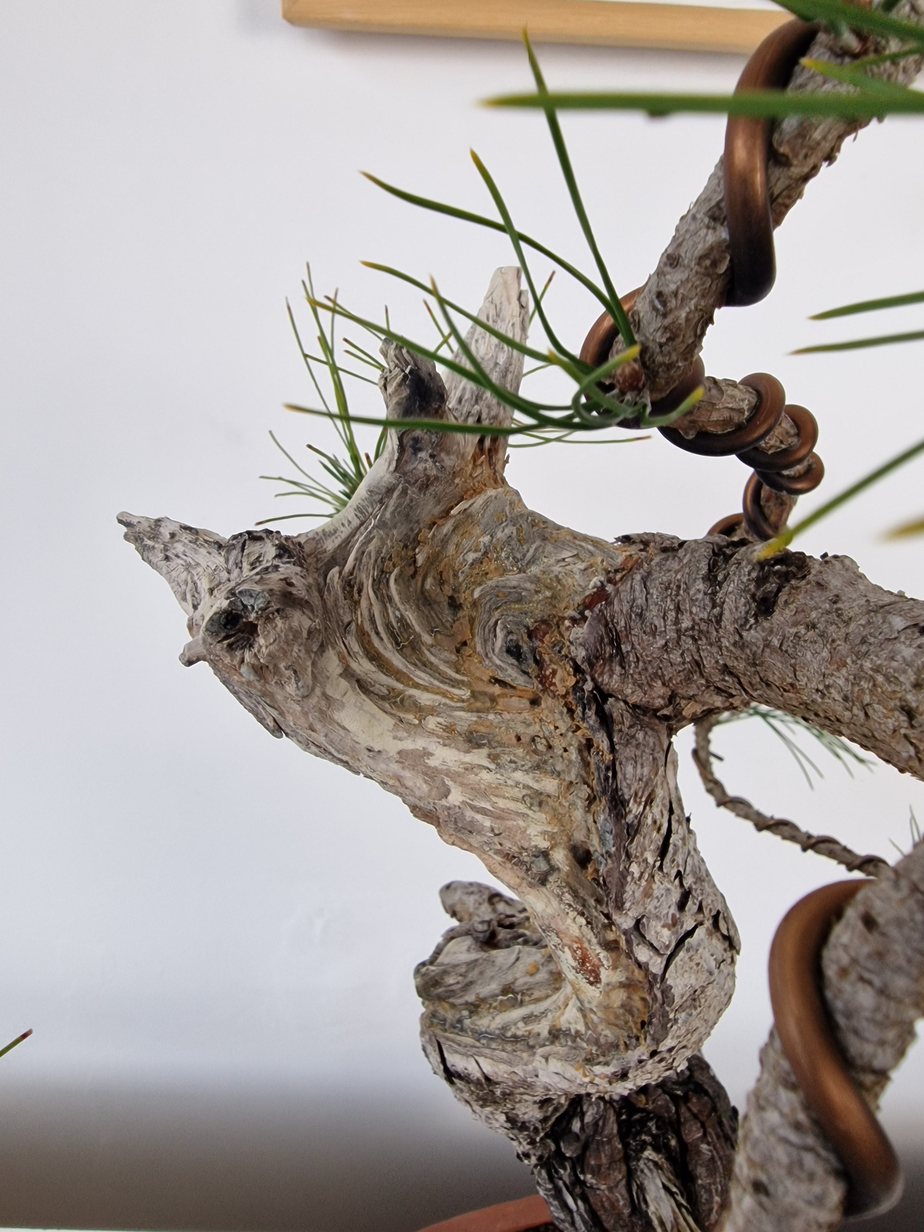 Pinus thunbergii Pre-Bonsai No.2