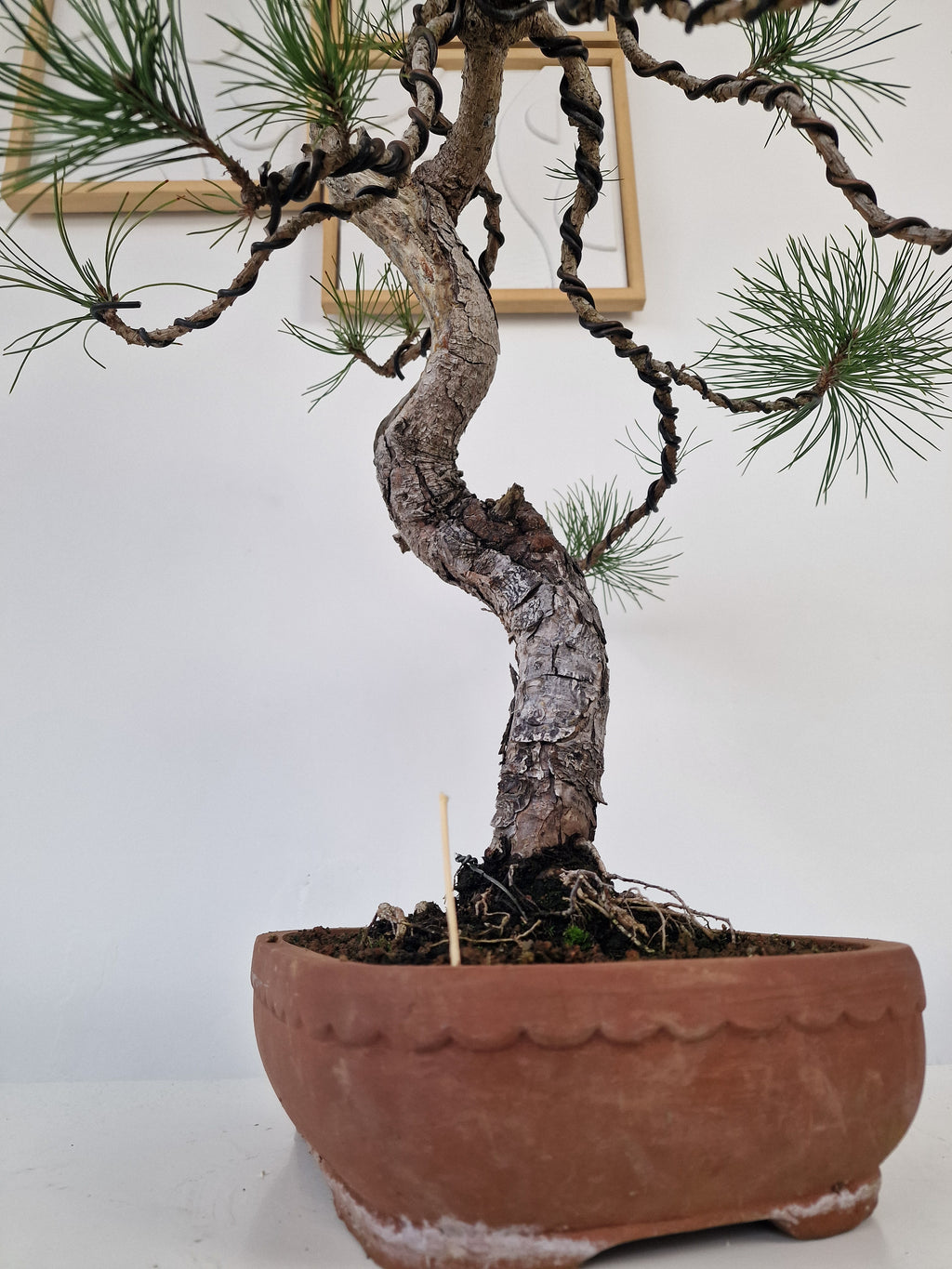 Pinus thunbergii Pre-Bonsai No.2